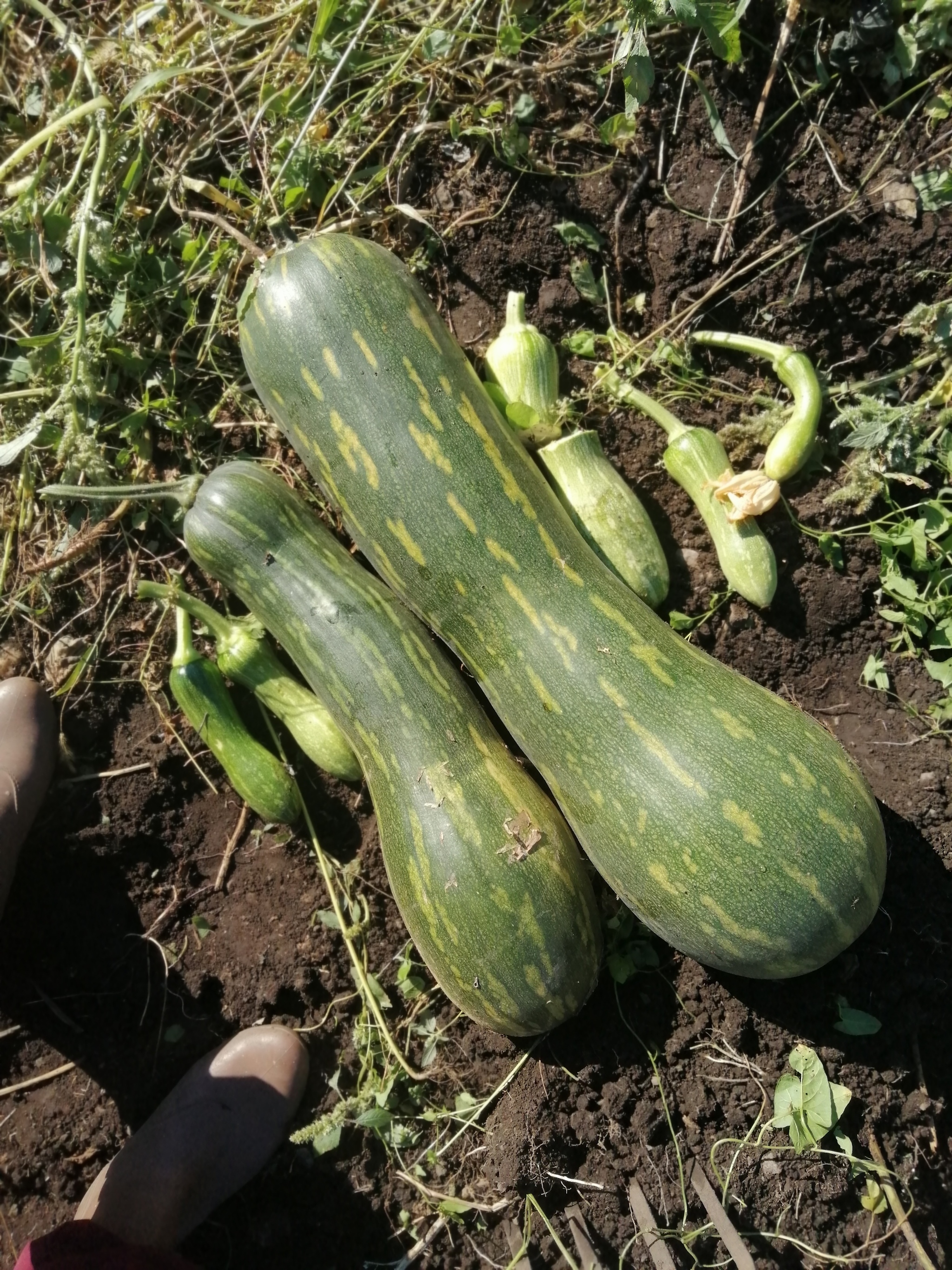 Giant Zucchini - My, Garden, Zucchini, Dacha, The photo