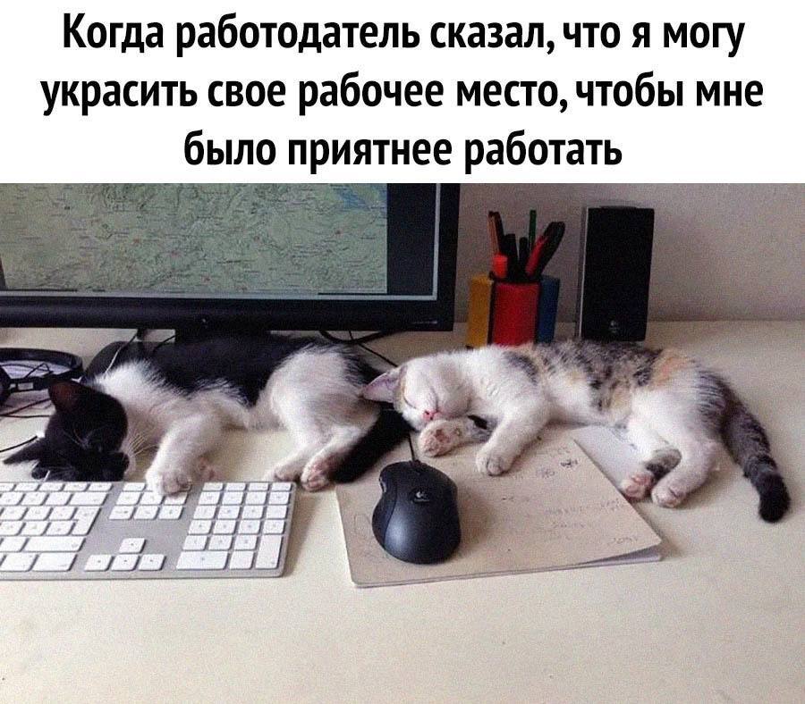 Must take note! - Humor, Picture with text, Milota, Memes, Images, cat, Kittens