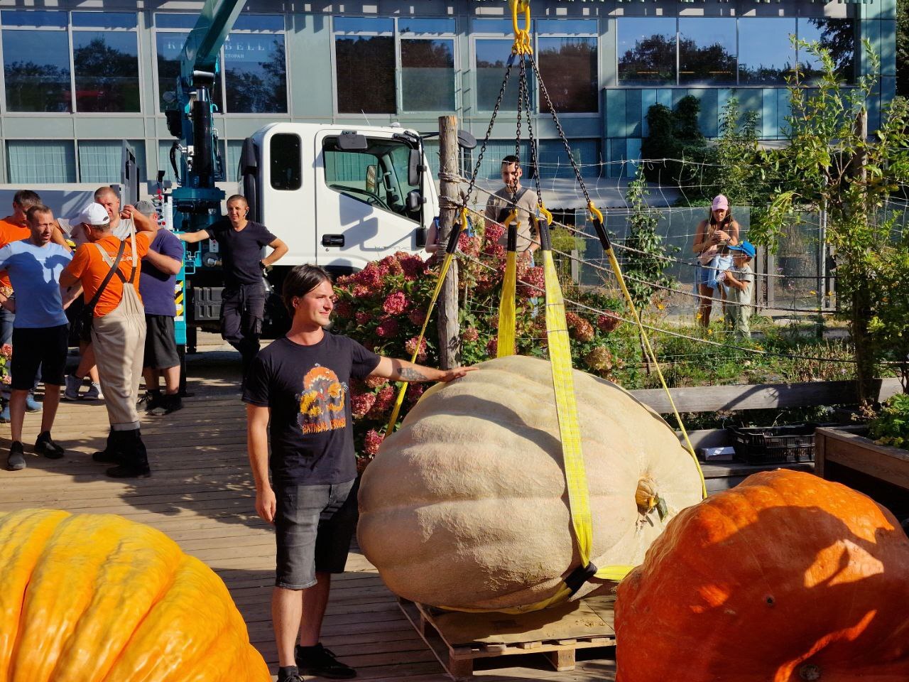 I grew the heaviest pumpkin in Russia - My, Vegetables, Gardening, Garden, Plants, Garden, Big size, Longpost, Pumpkin, Giants