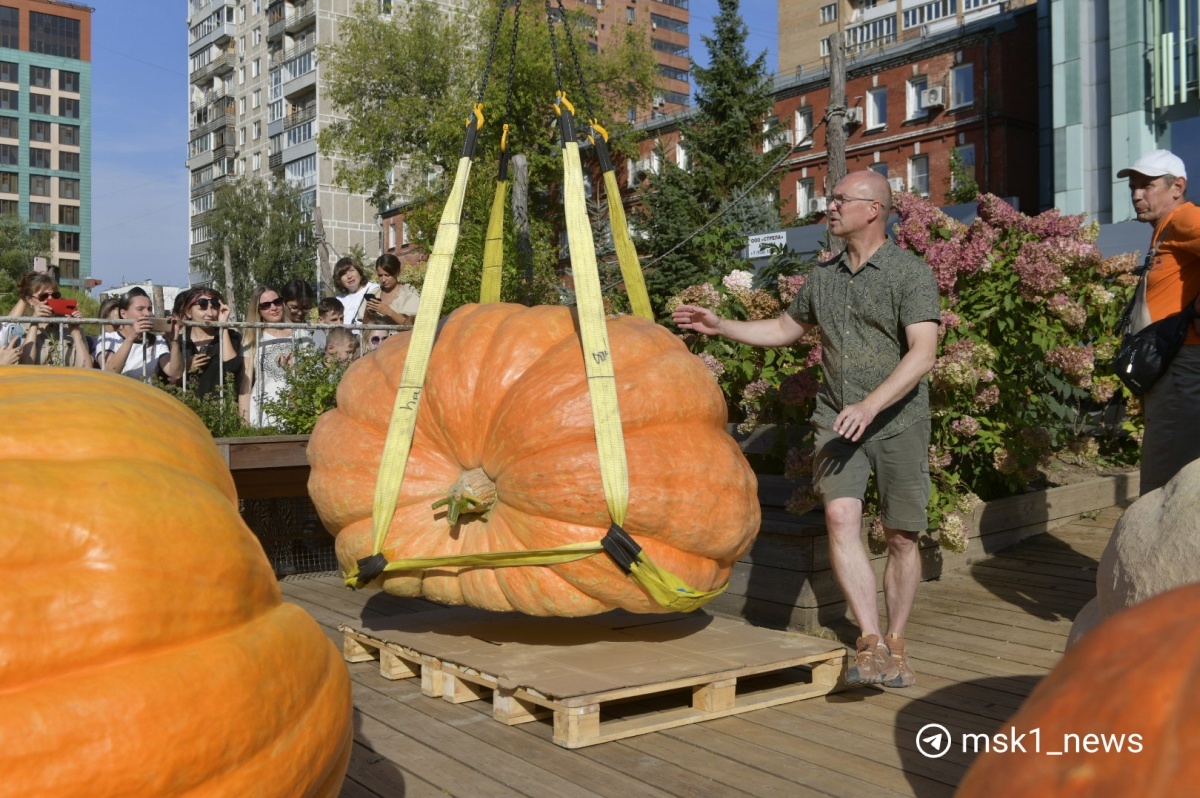 I grew the heaviest pumpkin in Russia - My, Vegetables, Gardening, Garden, Plants, Garden, Big size, Longpost, Pumpkin, Giants