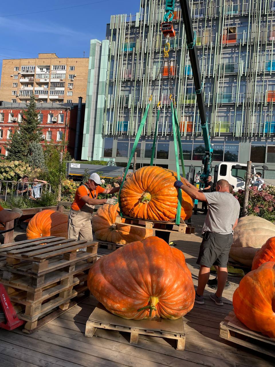 I grew the heaviest pumpkin in Russia - My, Vegetables, Gardening, Garden, Plants, Garden, Big size, Longpost, Pumpkin, Giants