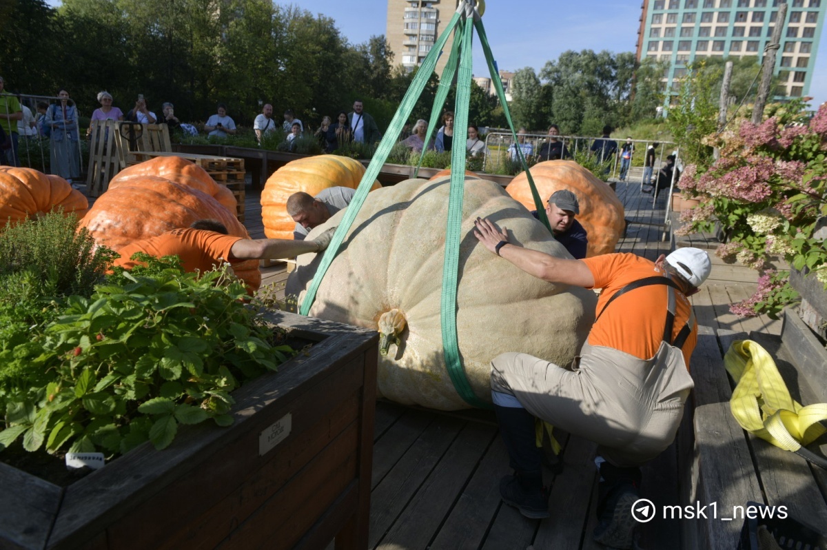 I grew the heaviest pumpkin in Russia - My, Vegetables, Gardening, Garden, Plants, Garden, Big size, Longpost, Pumpkin, Giants