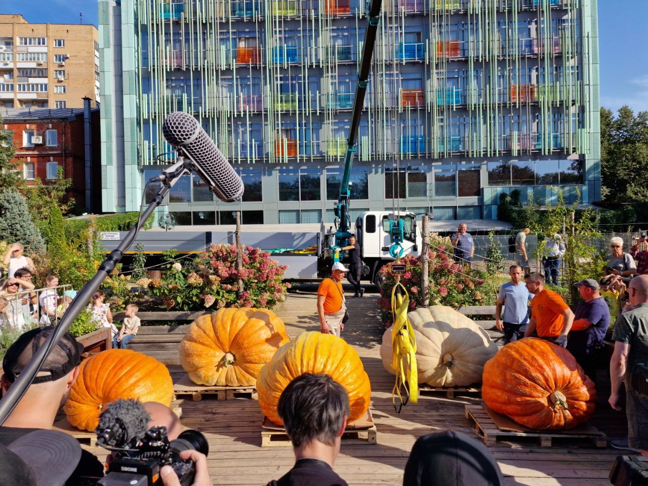 I grew the heaviest pumpkin in Russia - My, Vegetables, Gardening, Garden, Plants, Garden, Big size, Longpost, Pumpkin, Giants