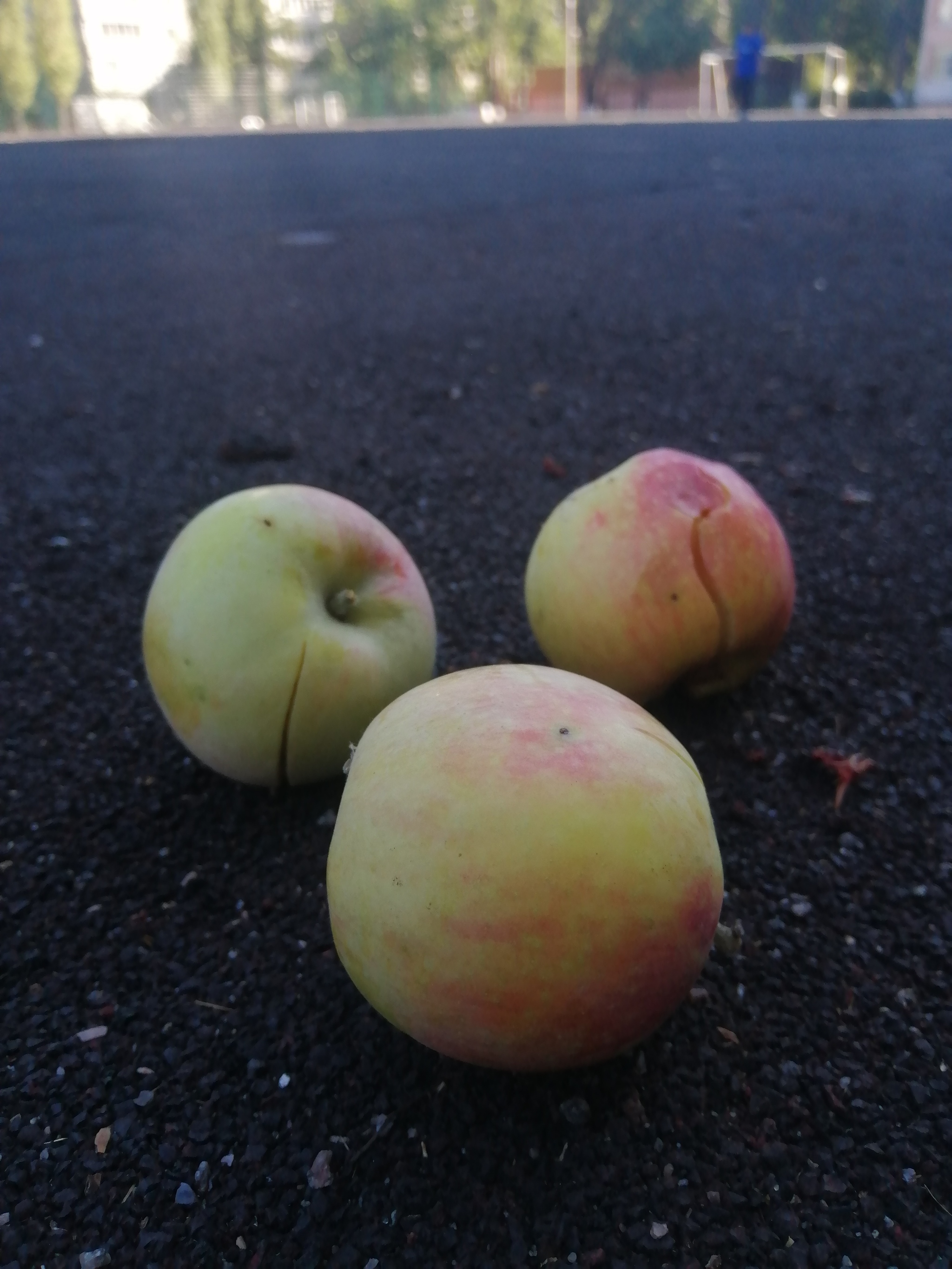 Autumn. September - My, Autumn, September, Sky, Sheet, Autumn leaves, Leaves, Clouds, Apples, Longpost