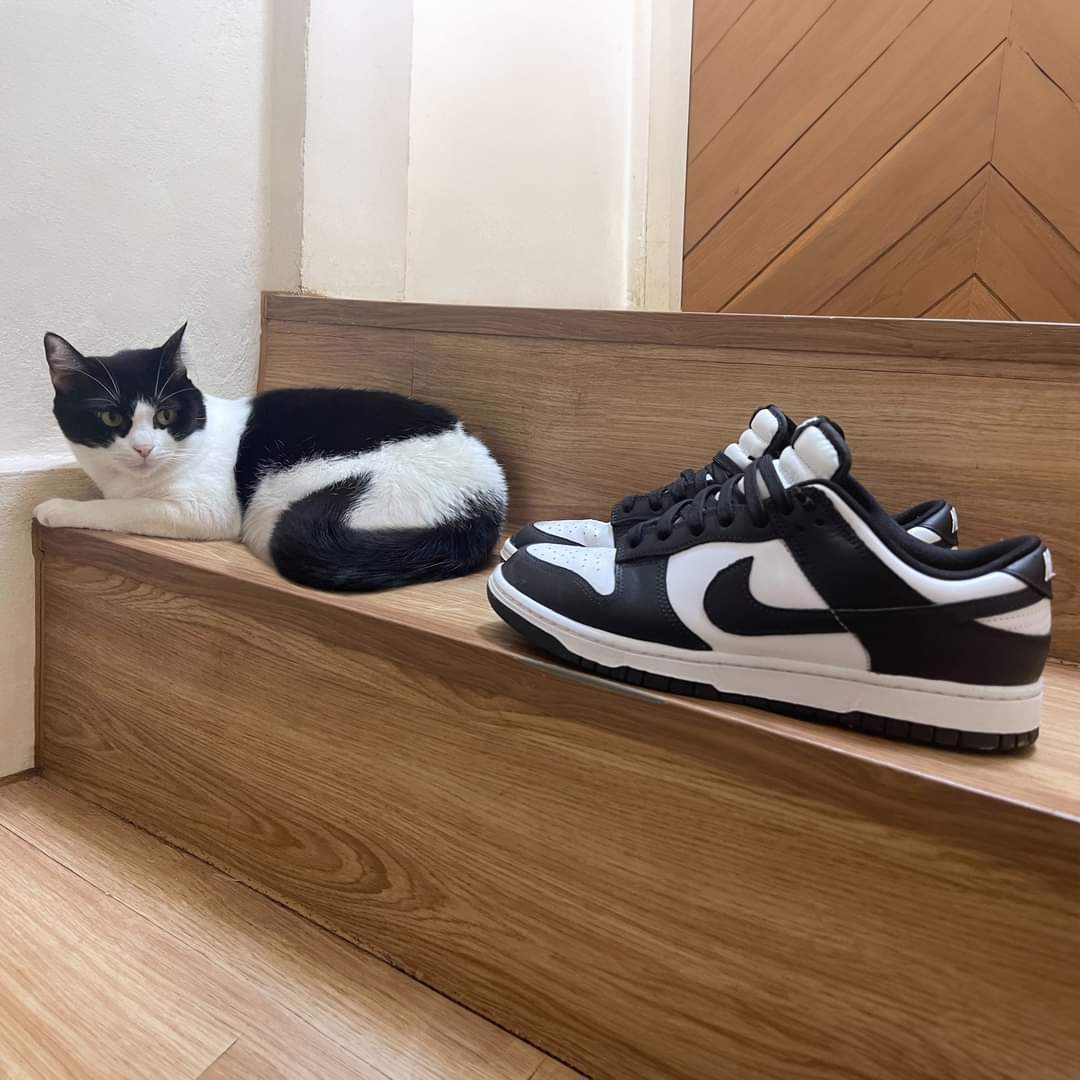 Fluffy Pulls - Lowcost cosplay, cat, Nike, Sneakers