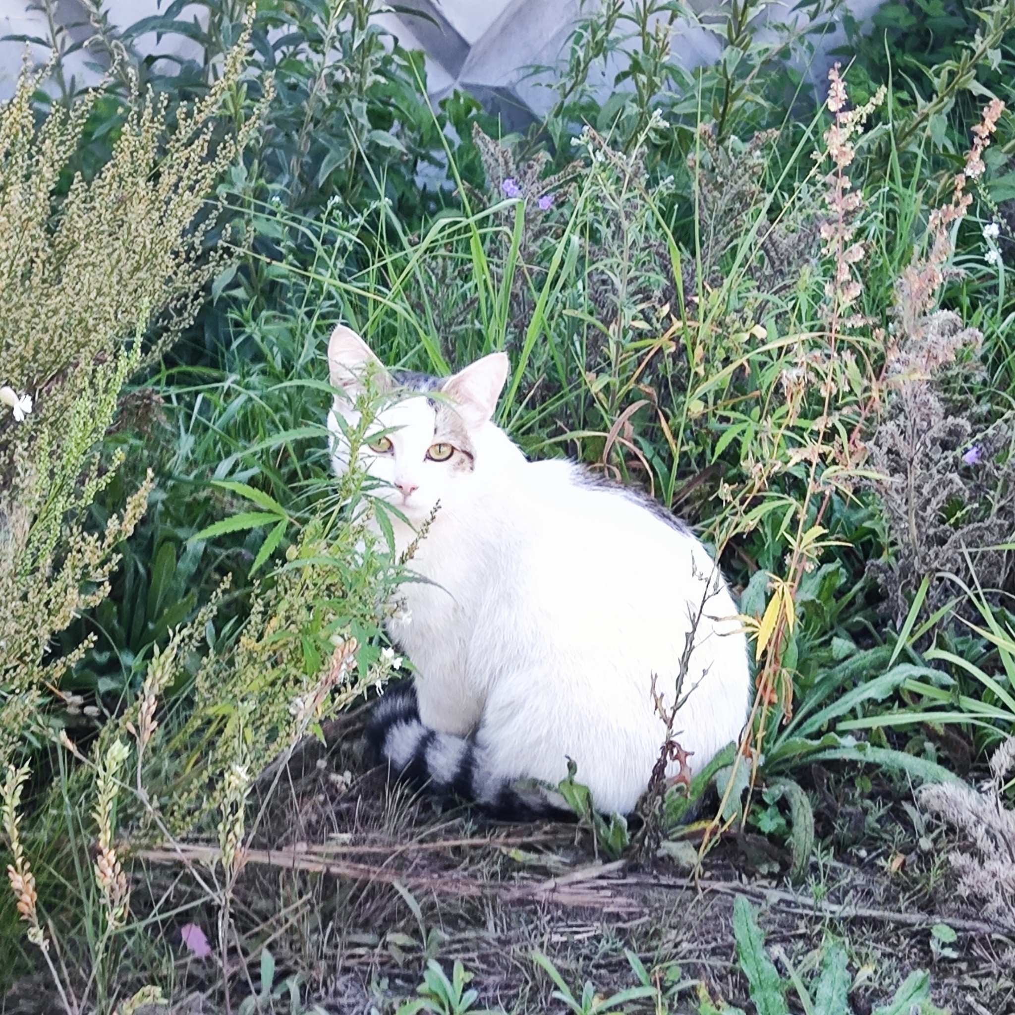 Saturday run! - My, Run, Sport, Morning, Saturday, Forest, Lake, Career, Kazan, Yudino, The photo, Mobile photography, cat, Flowers, Longpost