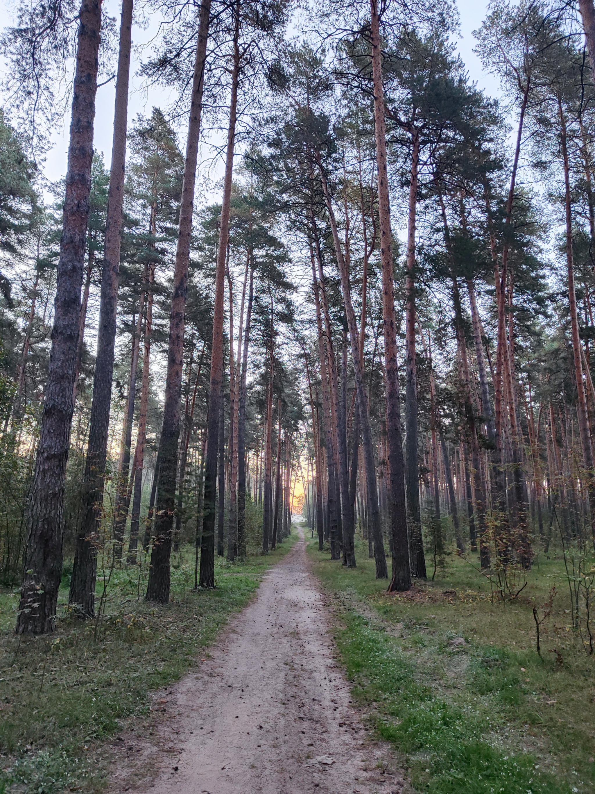 Saturday run! - My, Run, Sport, Morning, Saturday, Forest, Lake, Career, Kazan, Yudino, The photo, Mobile photography, cat, Flowers, Longpost