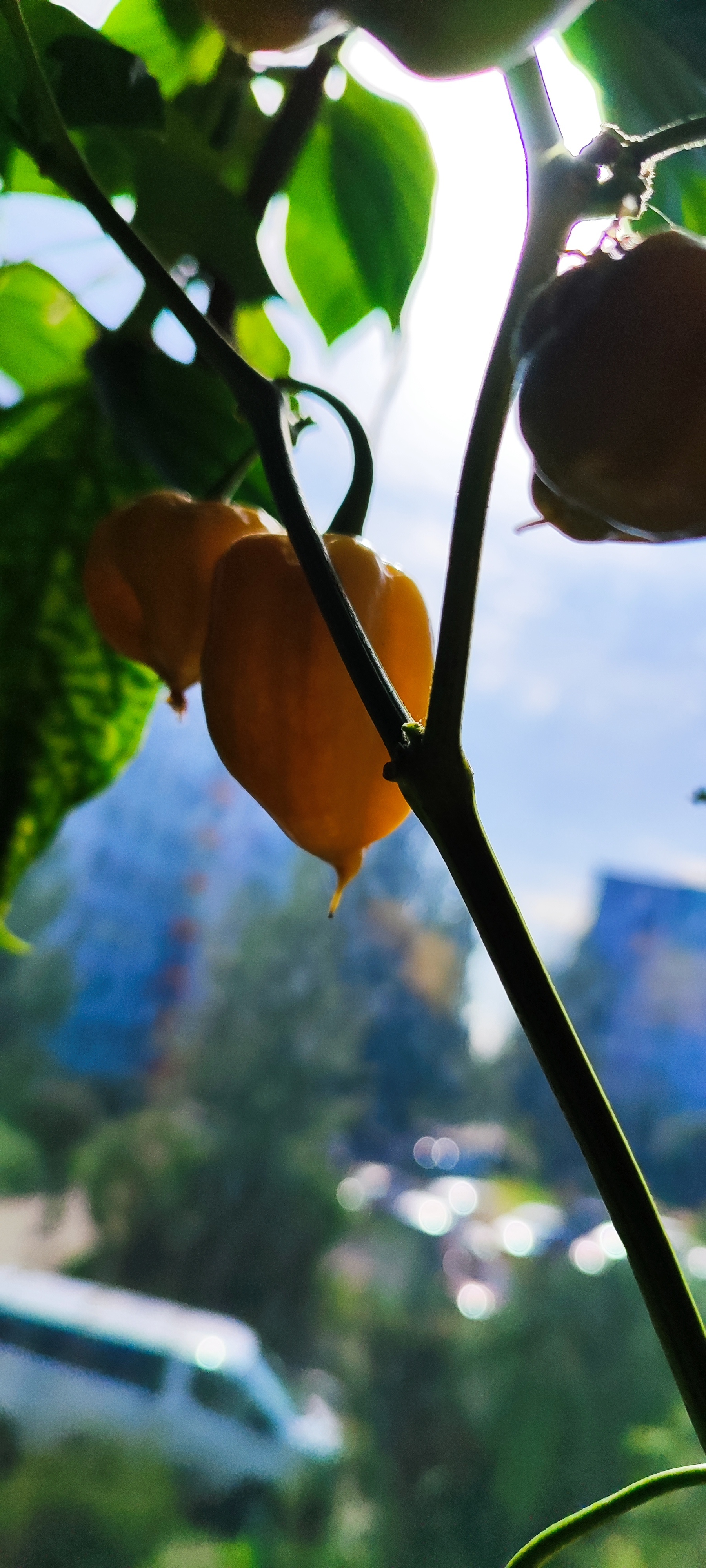 Help me identify what kind of pepper has grown - My, Hot peppers, Pepper, Longpost