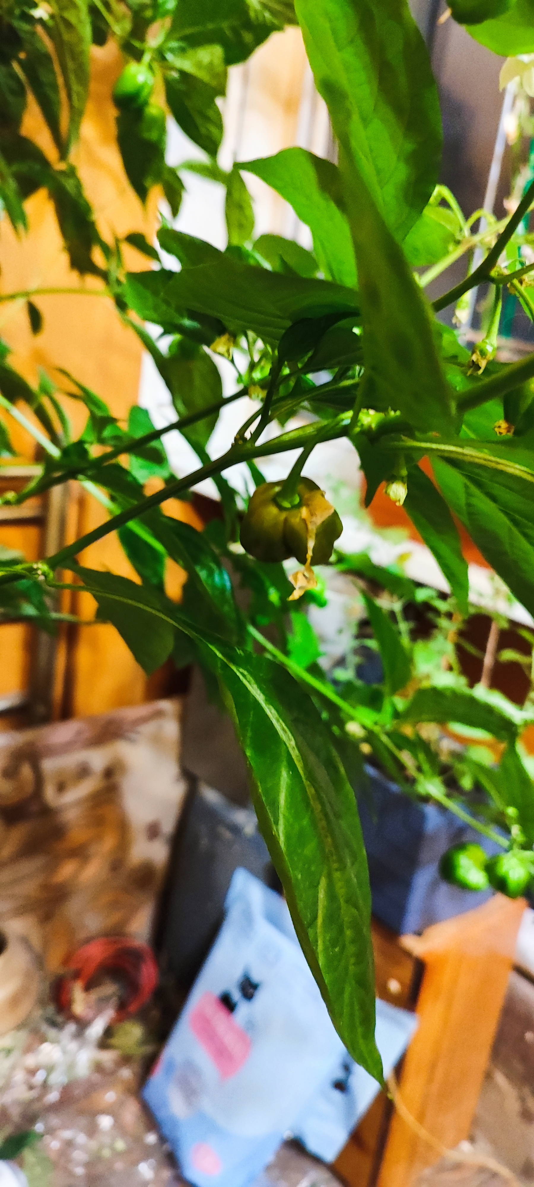 Help me identify what kind of pepper has grown - My, Hot peppers, Pepper, Longpost