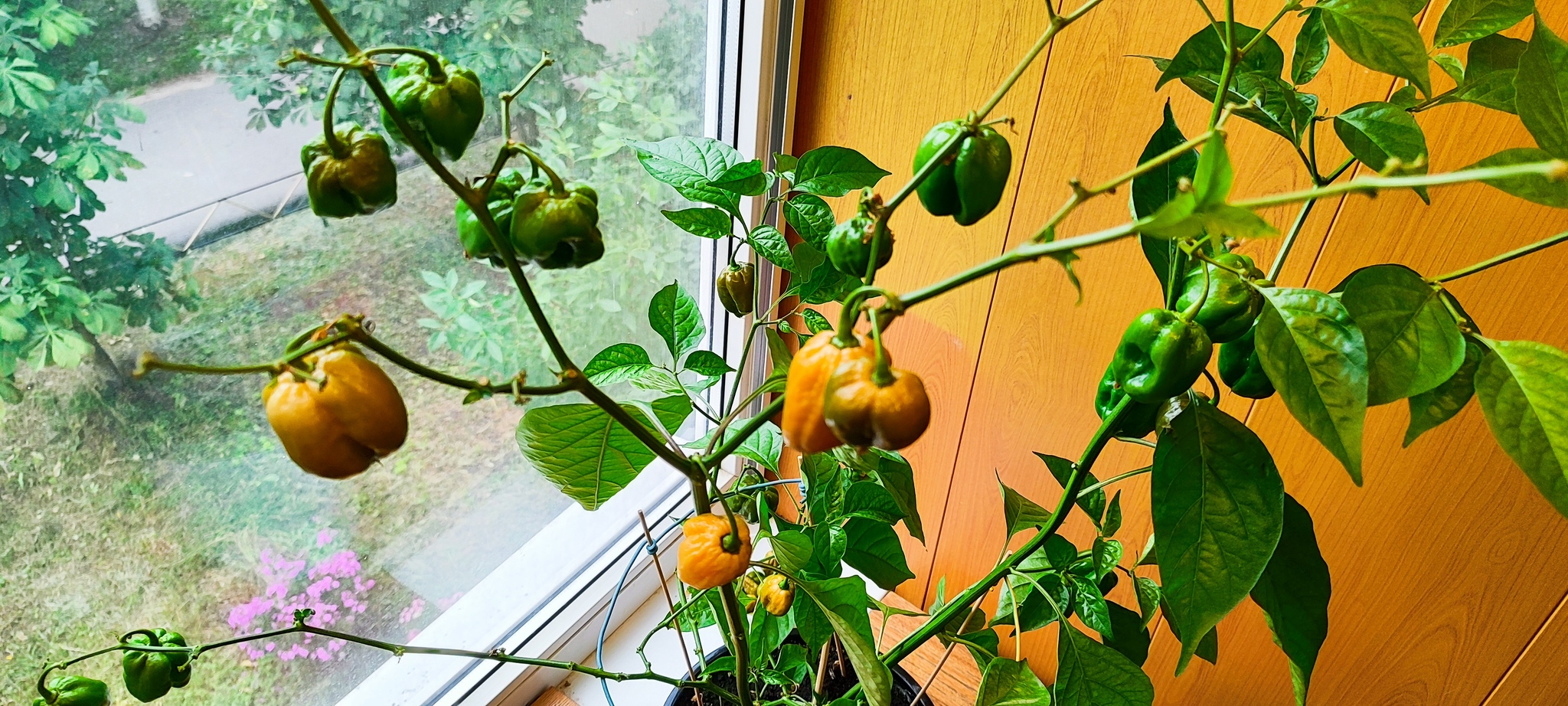 Help me identify what kind of pepper has grown - My, Hot peppers, Pepper, Longpost