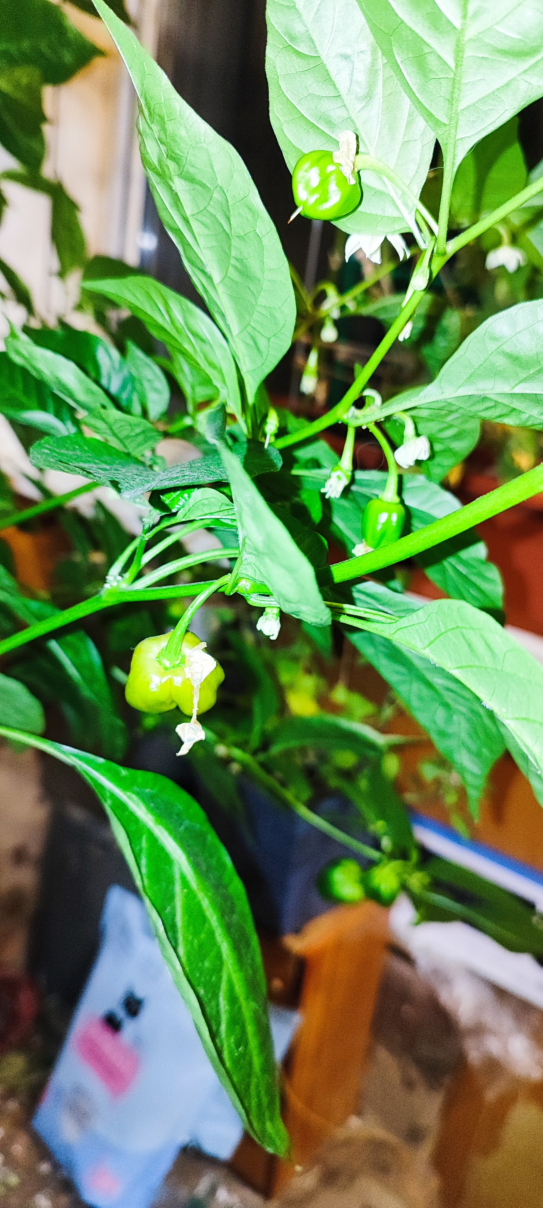 Help me identify what kind of pepper has grown - My, Hot peppers, Pepper, Longpost