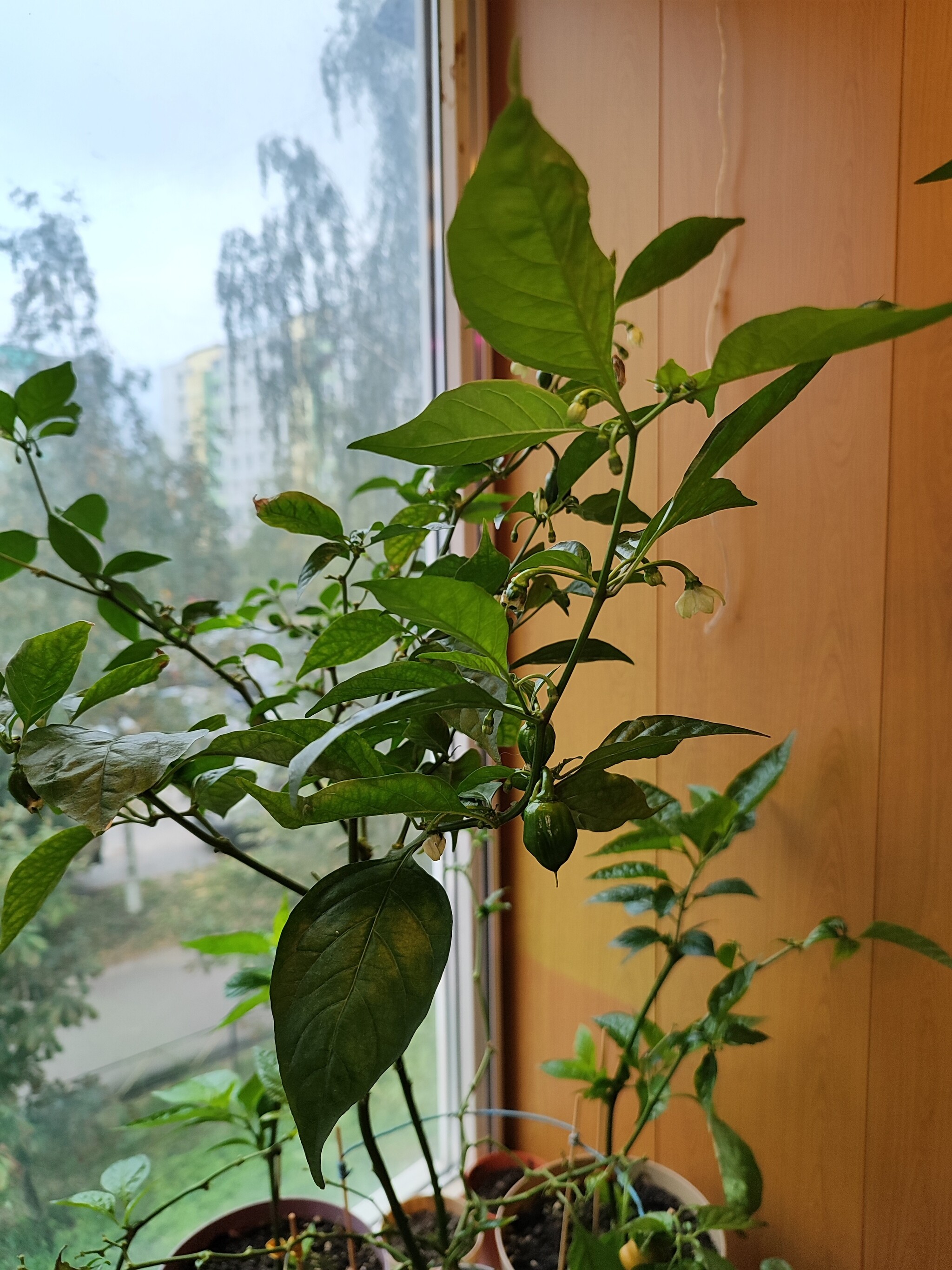 Help me identify what kind of pepper has grown - My, Hot peppers, Pepper, Longpost