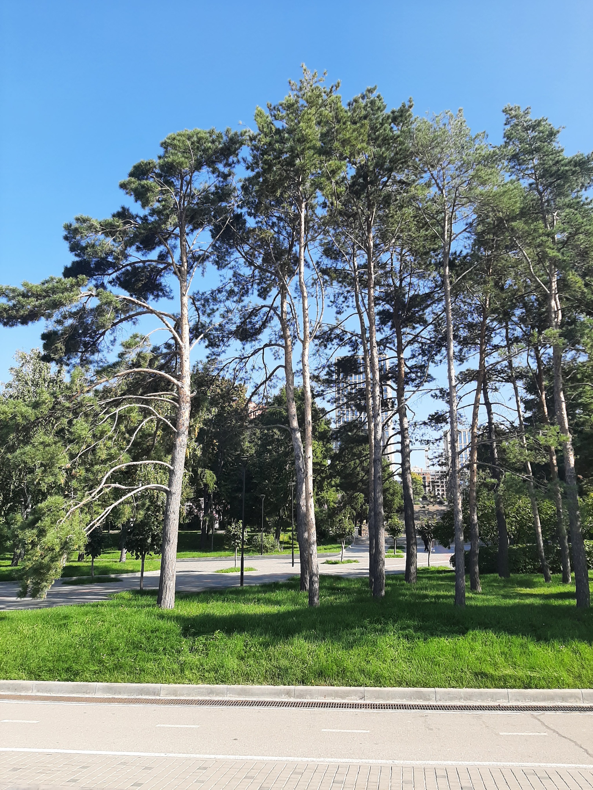 Saturday walk around Novosibirsk: Ob embankment, park and exhibition of captured equipment. Part 1 - My, Autumn, Novosibirsk, Embankment, Ob, Bridge, The park, Exhibition, Trophy, Military equipment, NATO, Tanks, Drone, Drone, Military establishment, Mobile photography, Longpost