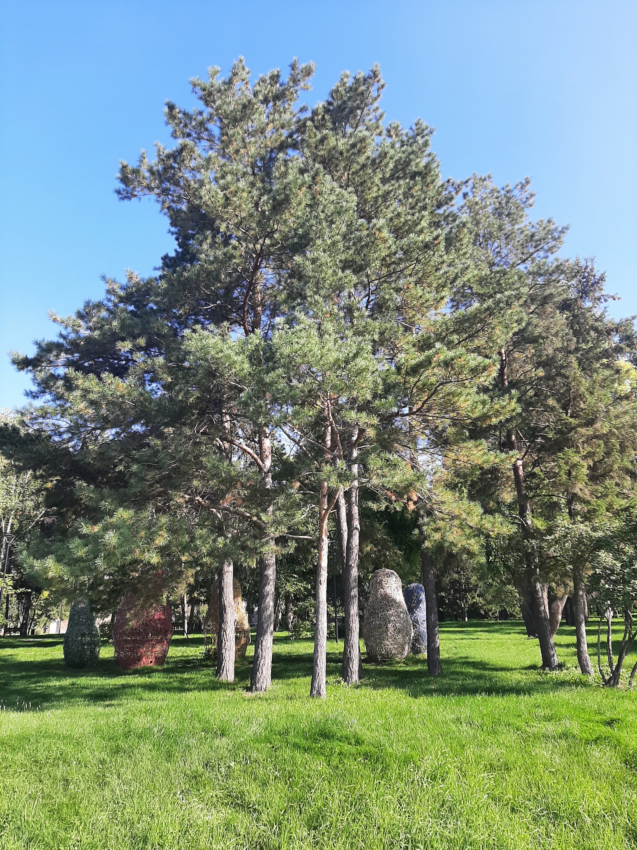 Saturday walk around Novosibirsk: Ob embankment, park and exhibition of captured equipment. Part 1 - My, Autumn, Novosibirsk, Embankment, Ob, Bridge, The park, Exhibition, Trophy, Military equipment, NATO, Tanks, Drone, Drone, Military establishment, Mobile photography, Longpost