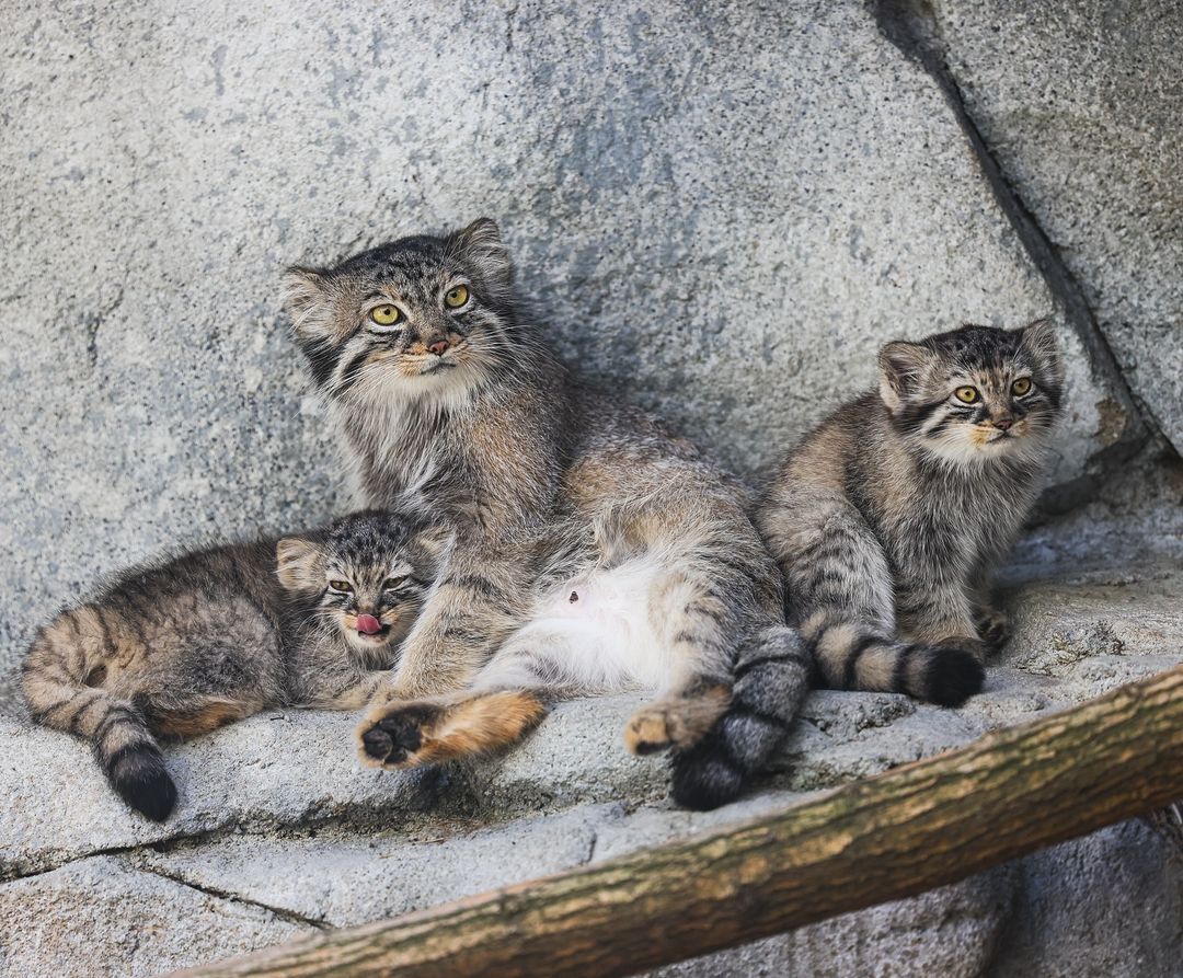 Learning to distinguish moose calves - Pallas' cat, Small cats, Cat family, Wild animals, Predatory animals, Young, The photo, Zoo, Instagram (link)