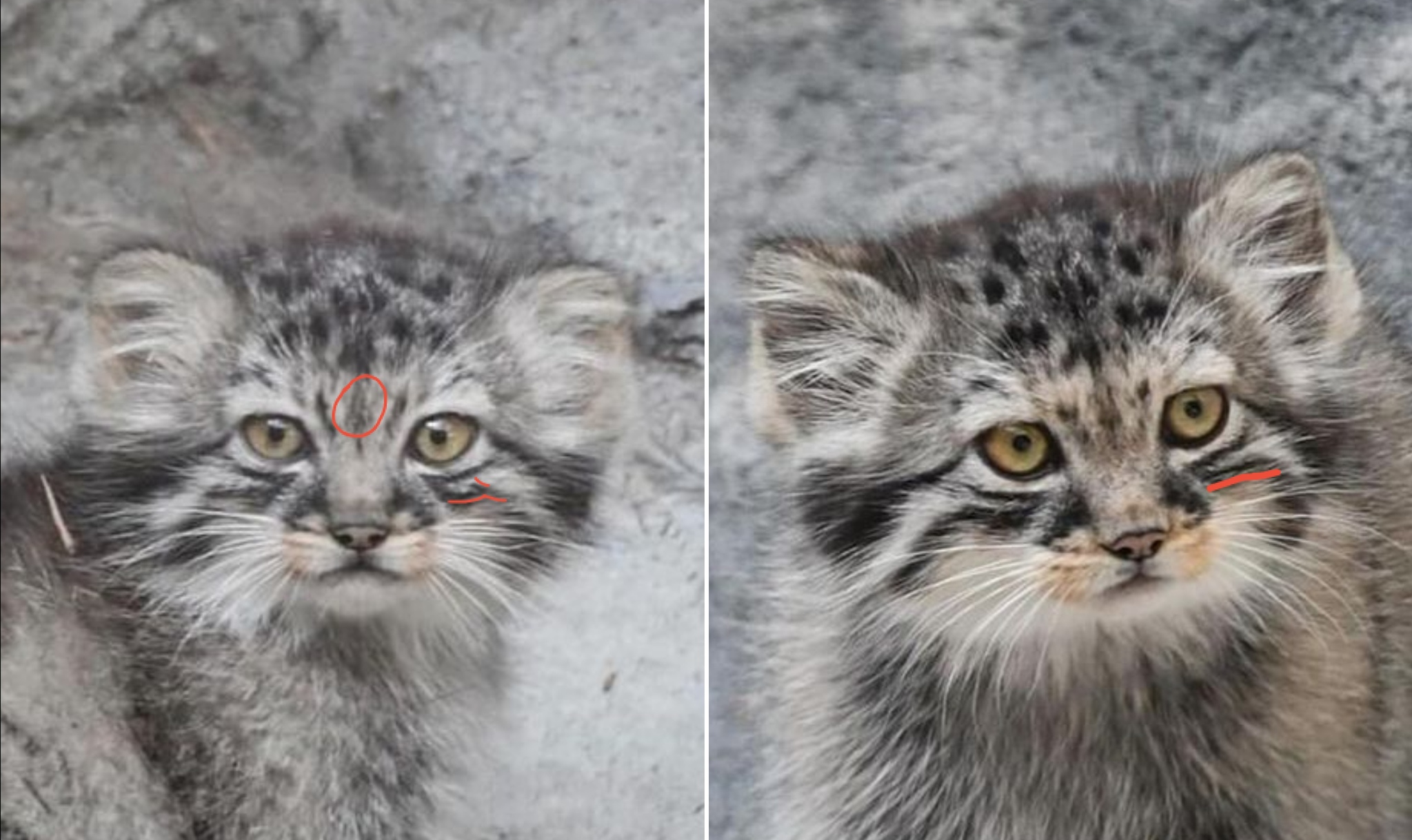 Learning to distinguish moose calves - Pallas' cat, Small cats, Cat family, Wild animals, Predatory animals, Young, The photo, Zoo, Instagram (link)