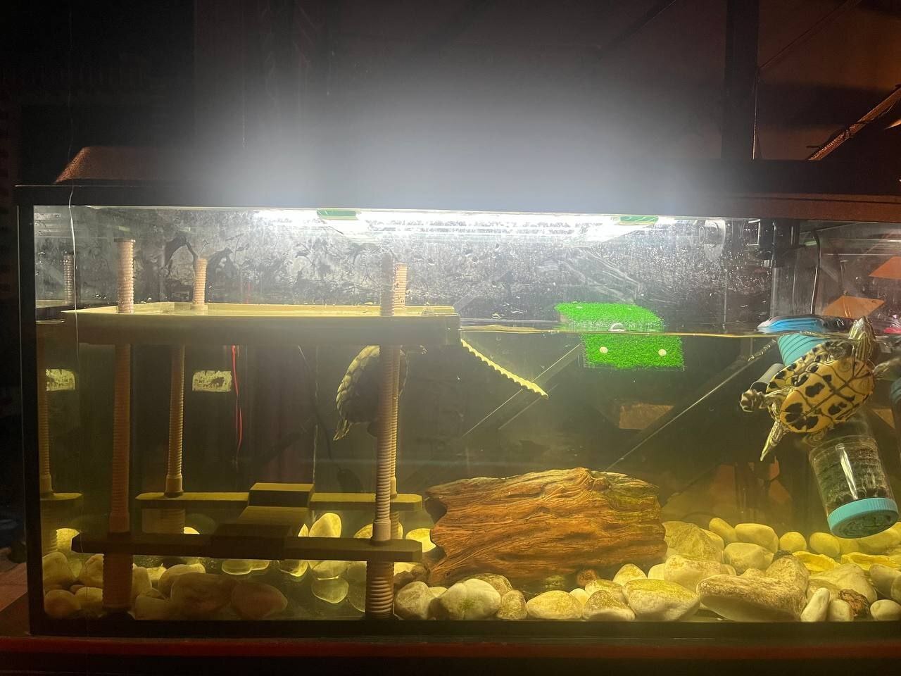 Continuation of the post Turtle from the drug den went to the new house of a Pikabu user and he has a girlfriend there - My, Animal Rescue, Pond slider, Found a home, Pick-up headphones, Video, Vertical video, Longpost, Reply to post