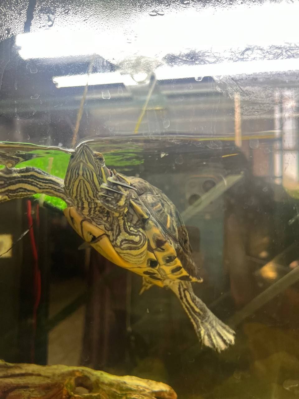 Continuation of the post Turtle from the drug den went to the new house of a Pikabu user and he has a girlfriend there - My, Animal Rescue, Pond slider, Found a home, Pick-up headphones, Video, Vertical video, Longpost, Reply to post