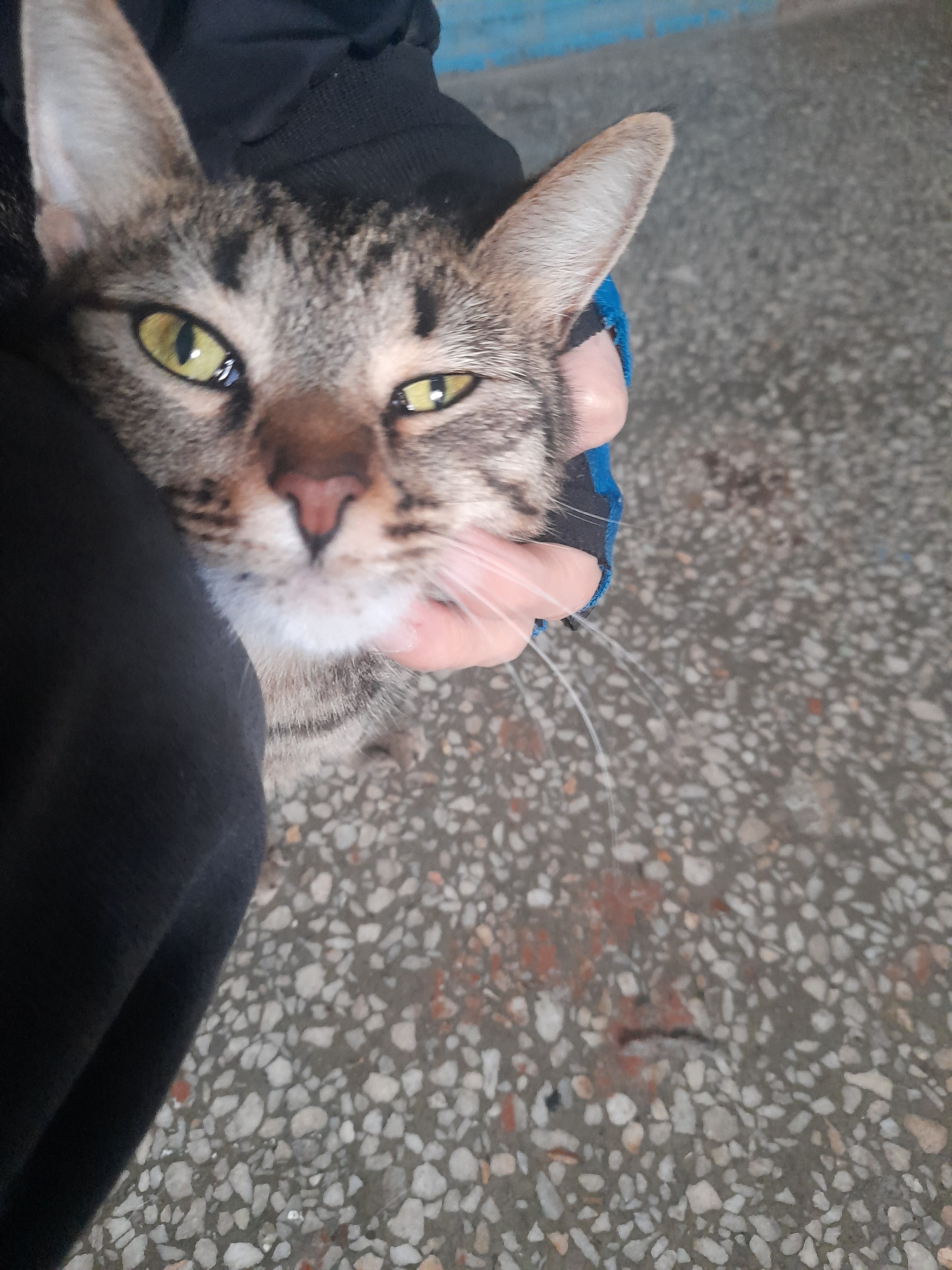 KAZAN. A cat in good hands - Homeless animals, In good hands, The rescue, Helping animals, cat, Kazan, Tatarstan, Longpost