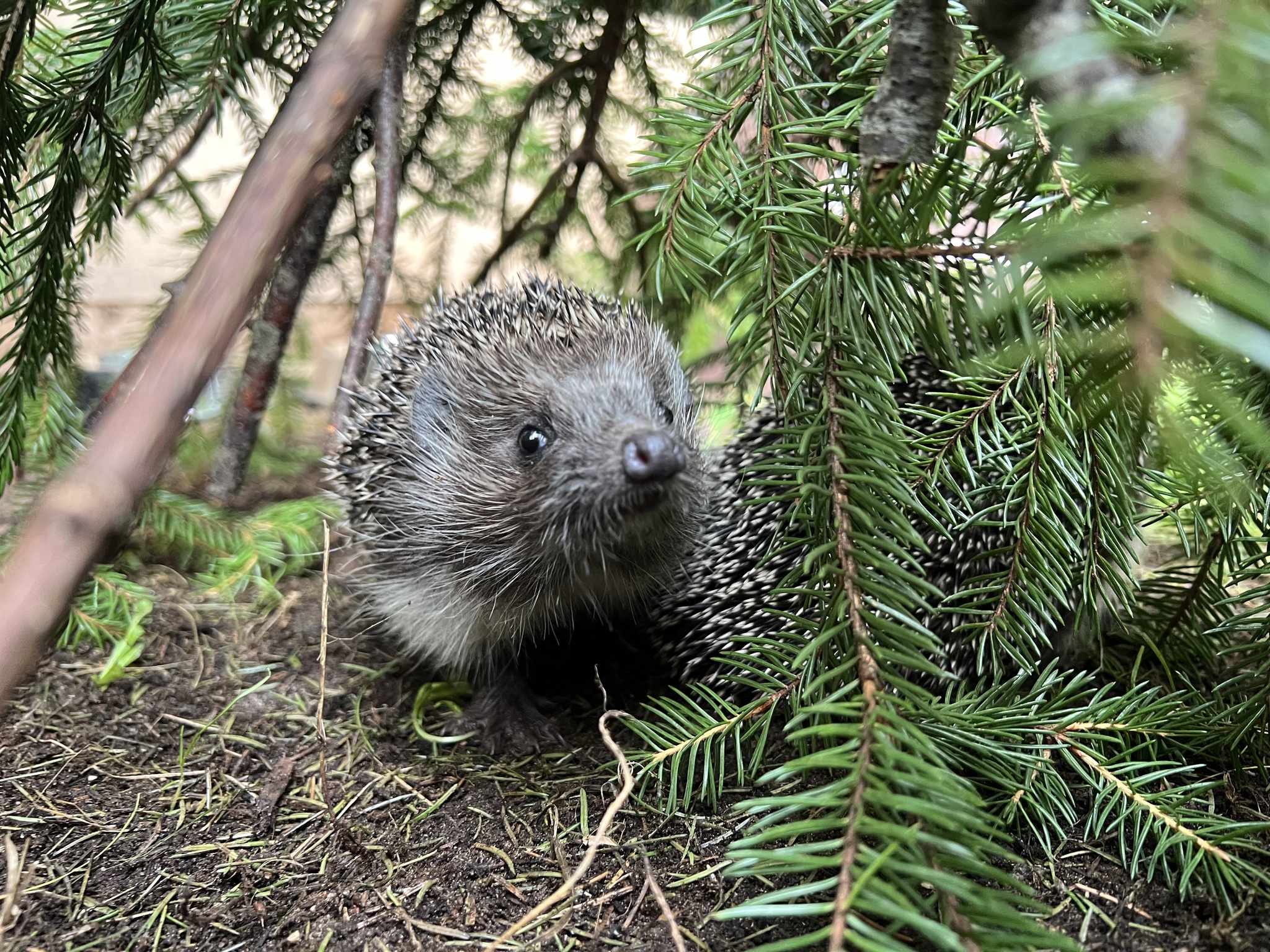 Hedgehogs in the house, part 23 - My, Animal Rescue, Hedgehog, Pets, Life stories, Video, Vertical video, Longpost