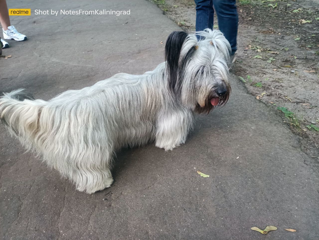 Skye Terrier - My, City walk, Street photography, The photo, Kaliningrad, Kaliningrad region, Dog, Animals