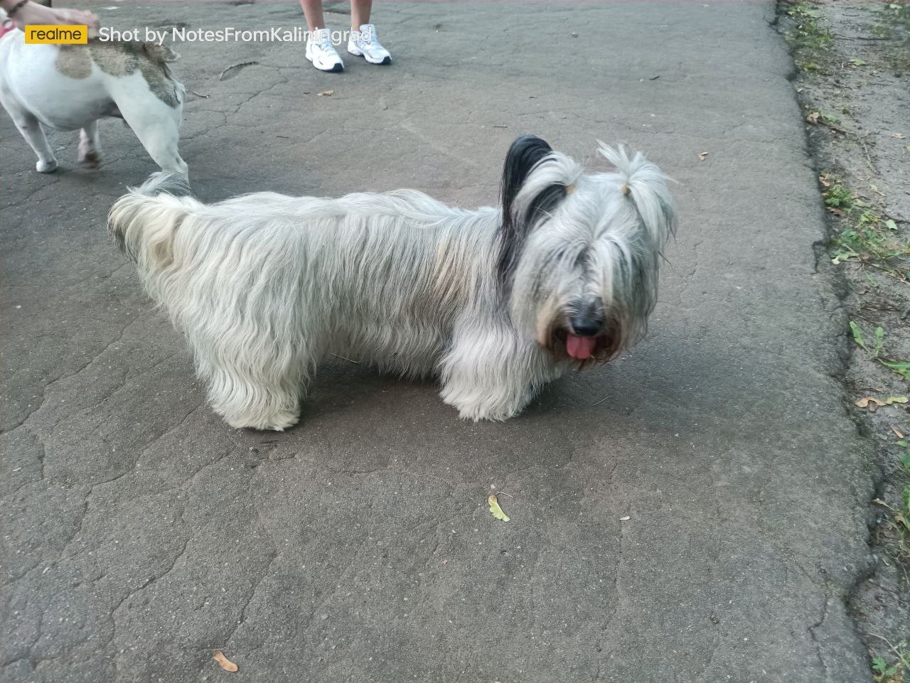 Skye Terrier - My, City walk, Street photography, The photo, Kaliningrad, Kaliningrad region, Dog, Animals