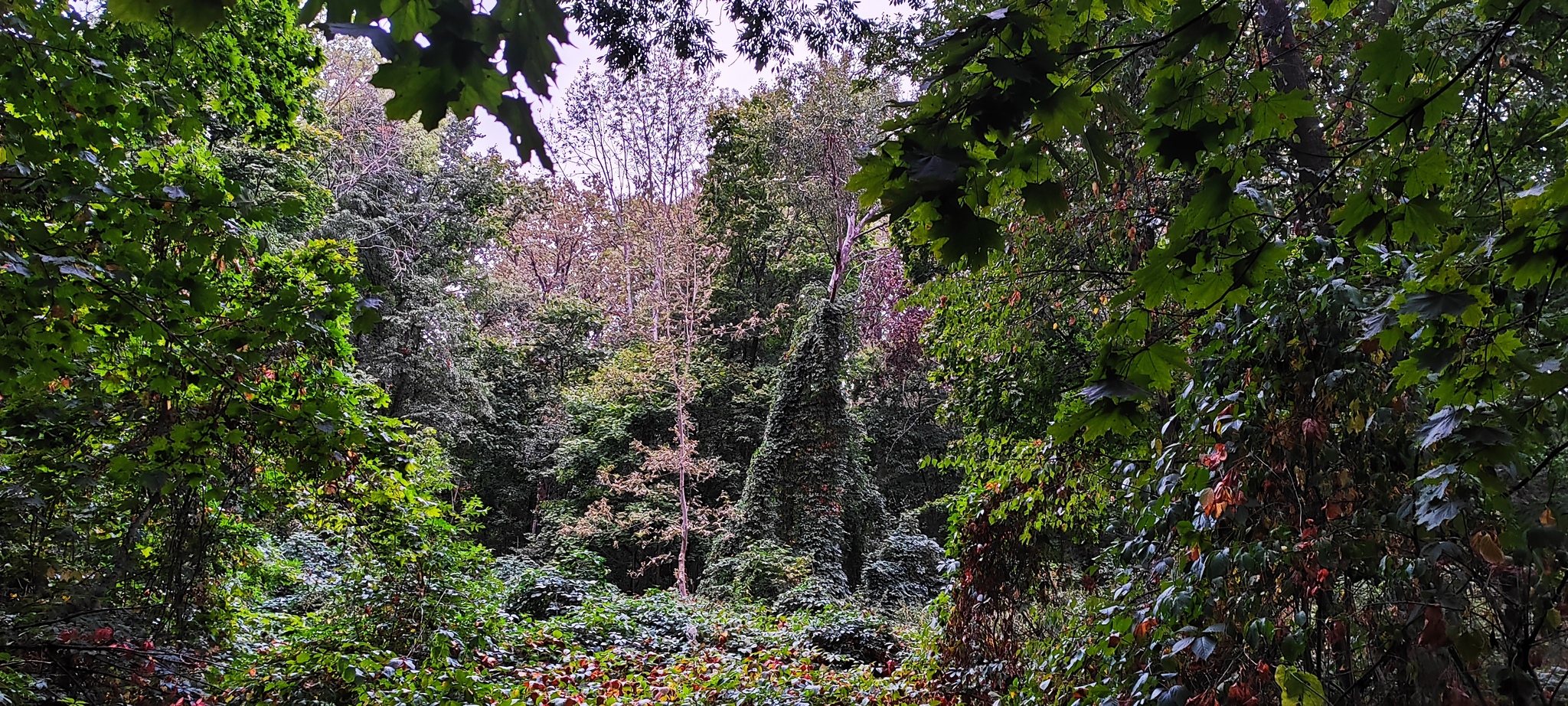 Morning bike ride - My, Forest, Bike ride, Kharkov, Longpost