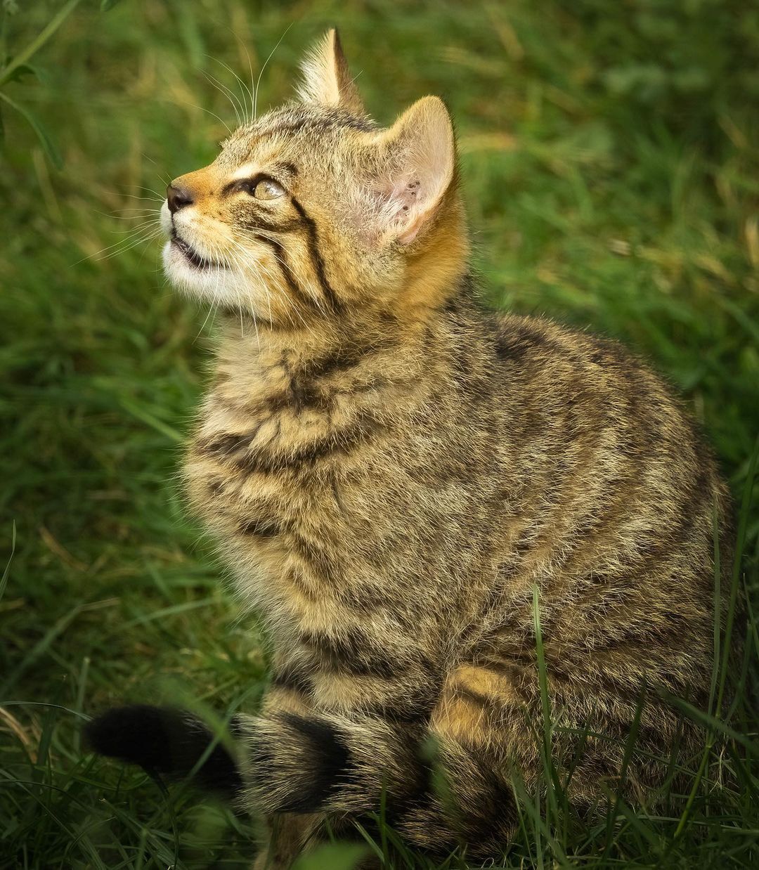 Forest cats - Forest cat, Small cats, Cat family, Predatory animals, Wild animals, Zoo, The photo, Longpost