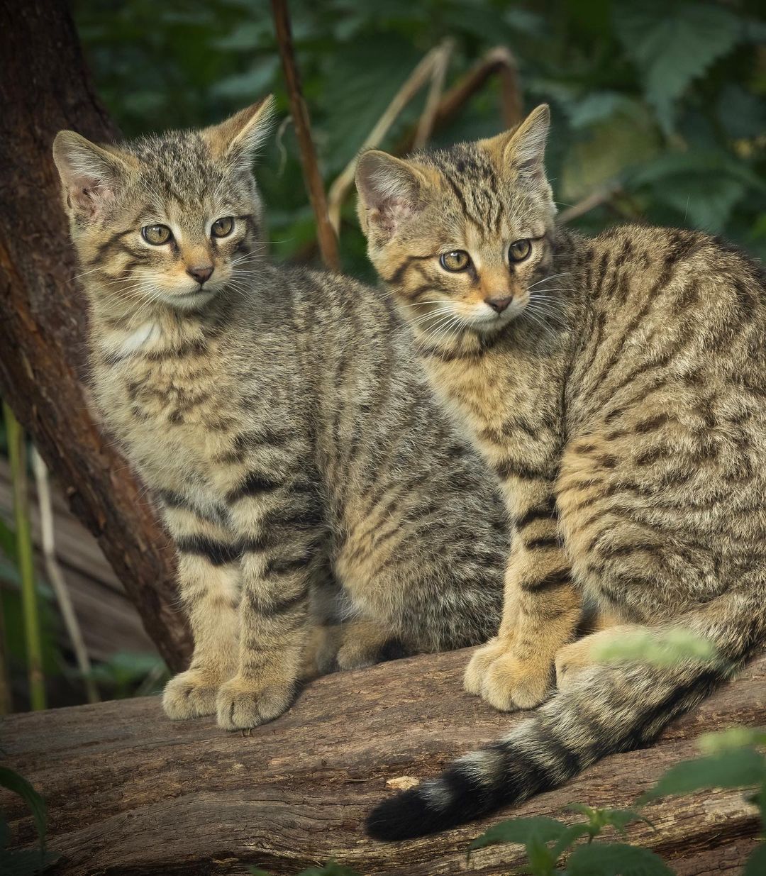 Forest cats - Forest cat, Small cats, Cat family, Predatory animals, Wild animals, Zoo, The photo, Longpost