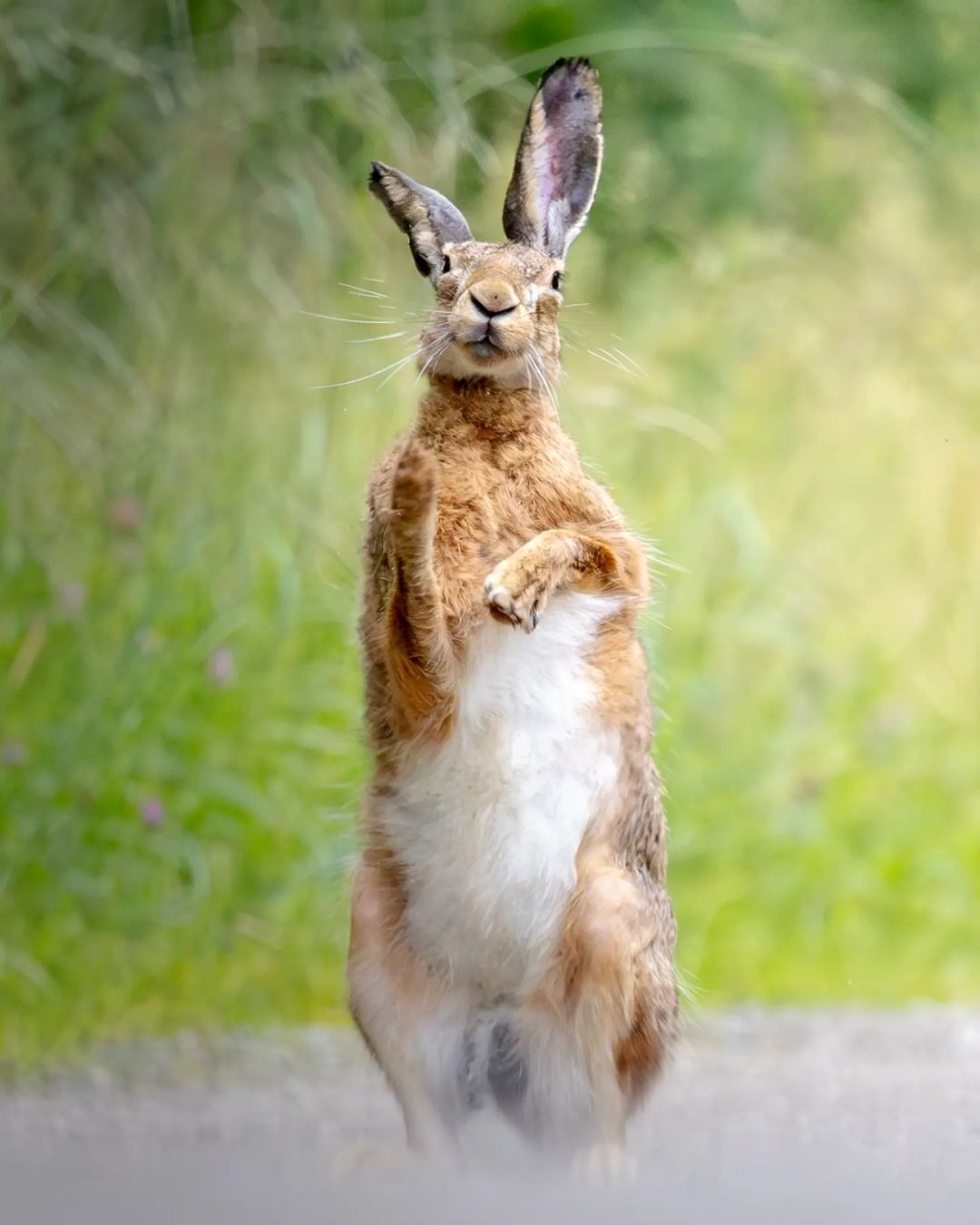 The hare greets you - Hare, Wild animals, wildlife, Austria, The photo