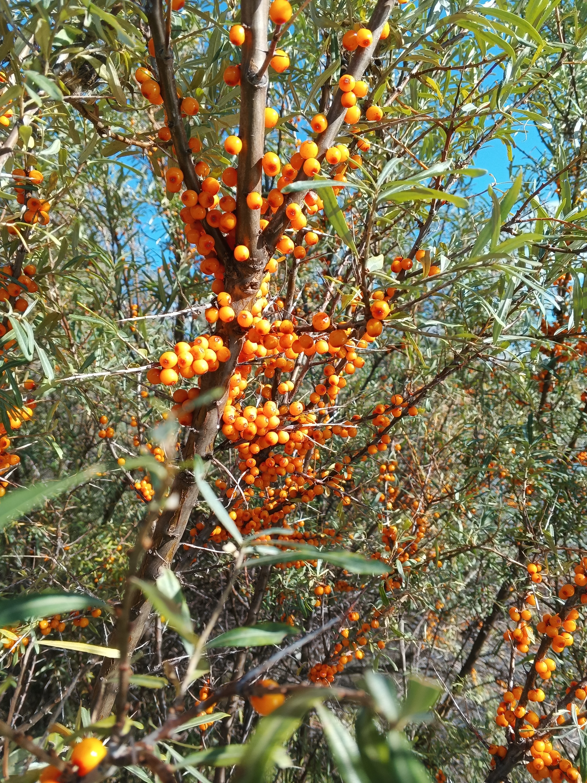 Here comes autumn - My, Altai Republic, Nature, Longpost