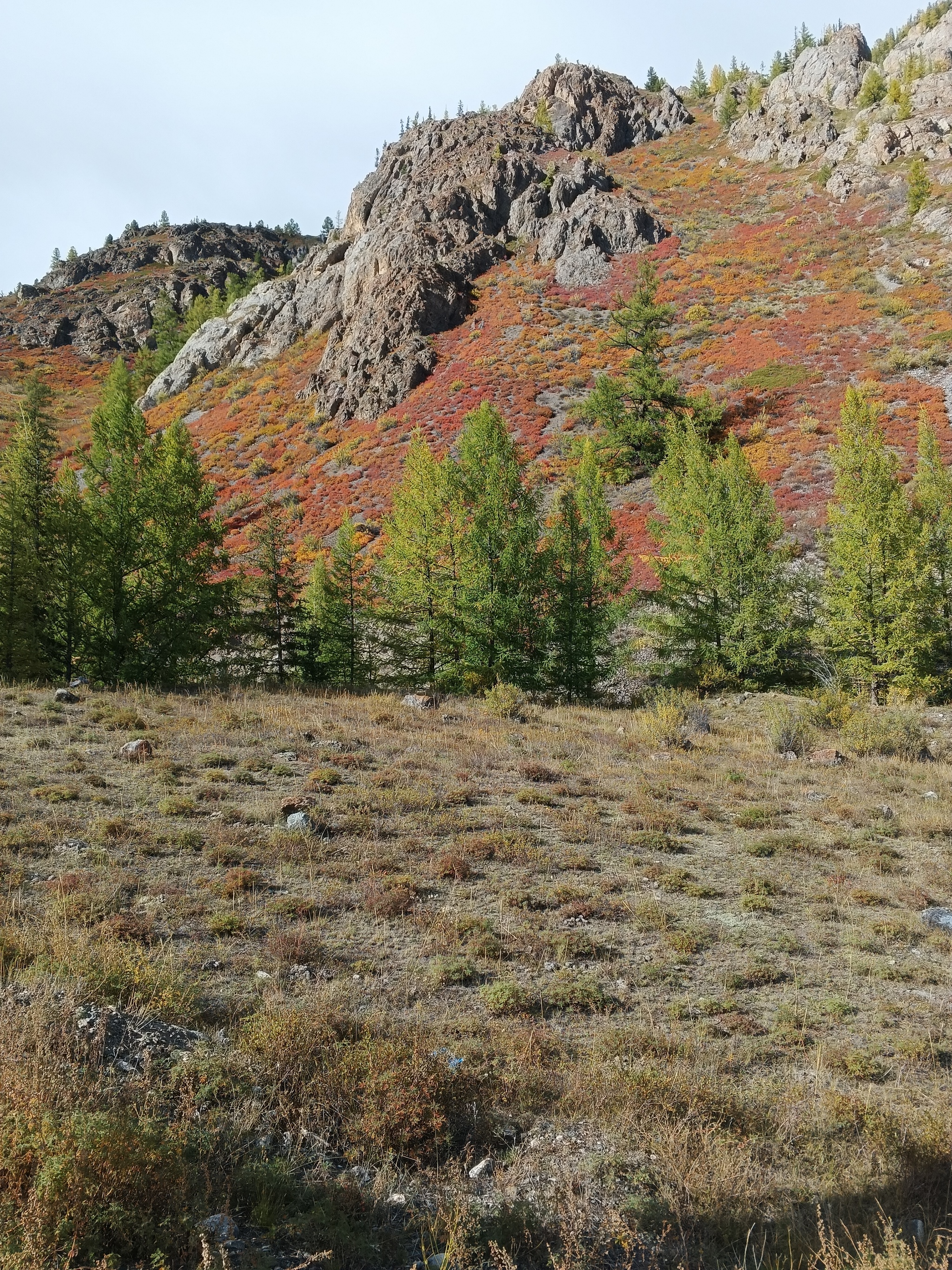 Here comes autumn - My, Altai Republic, Nature, Longpost