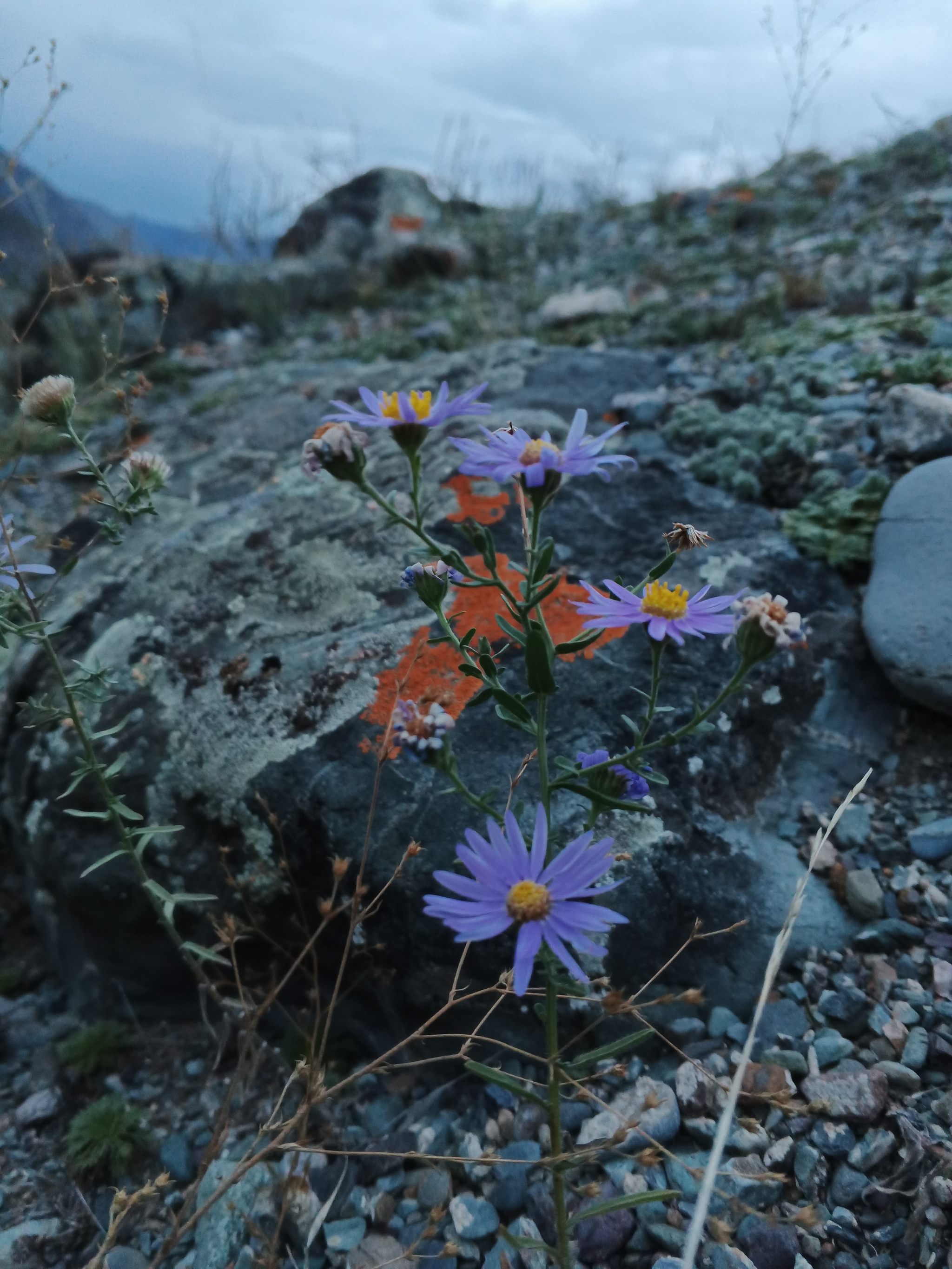 Here comes autumn - My, Altai Republic, Nature, Longpost