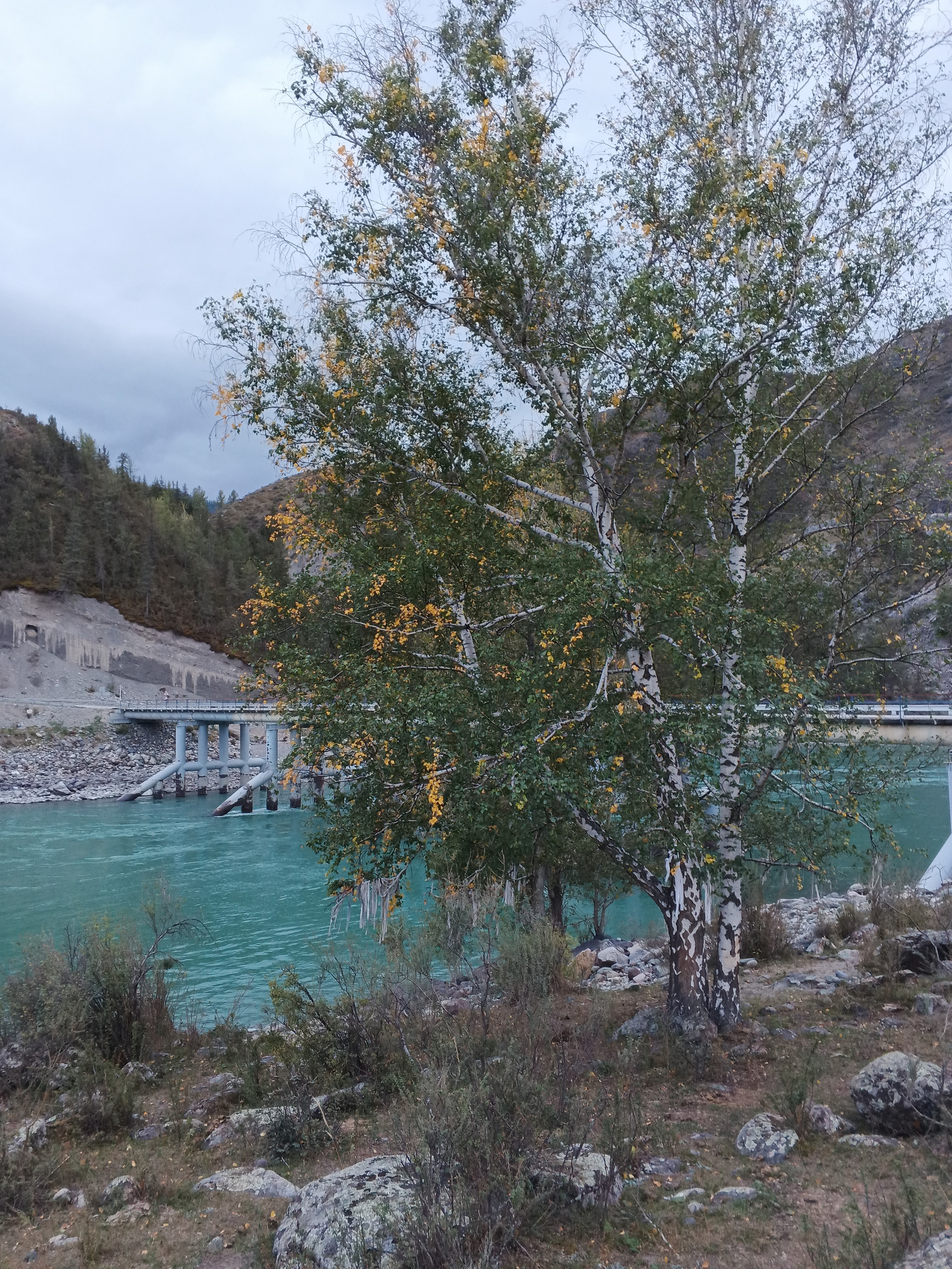 Here comes autumn - My, Altai Republic, Nature, Longpost