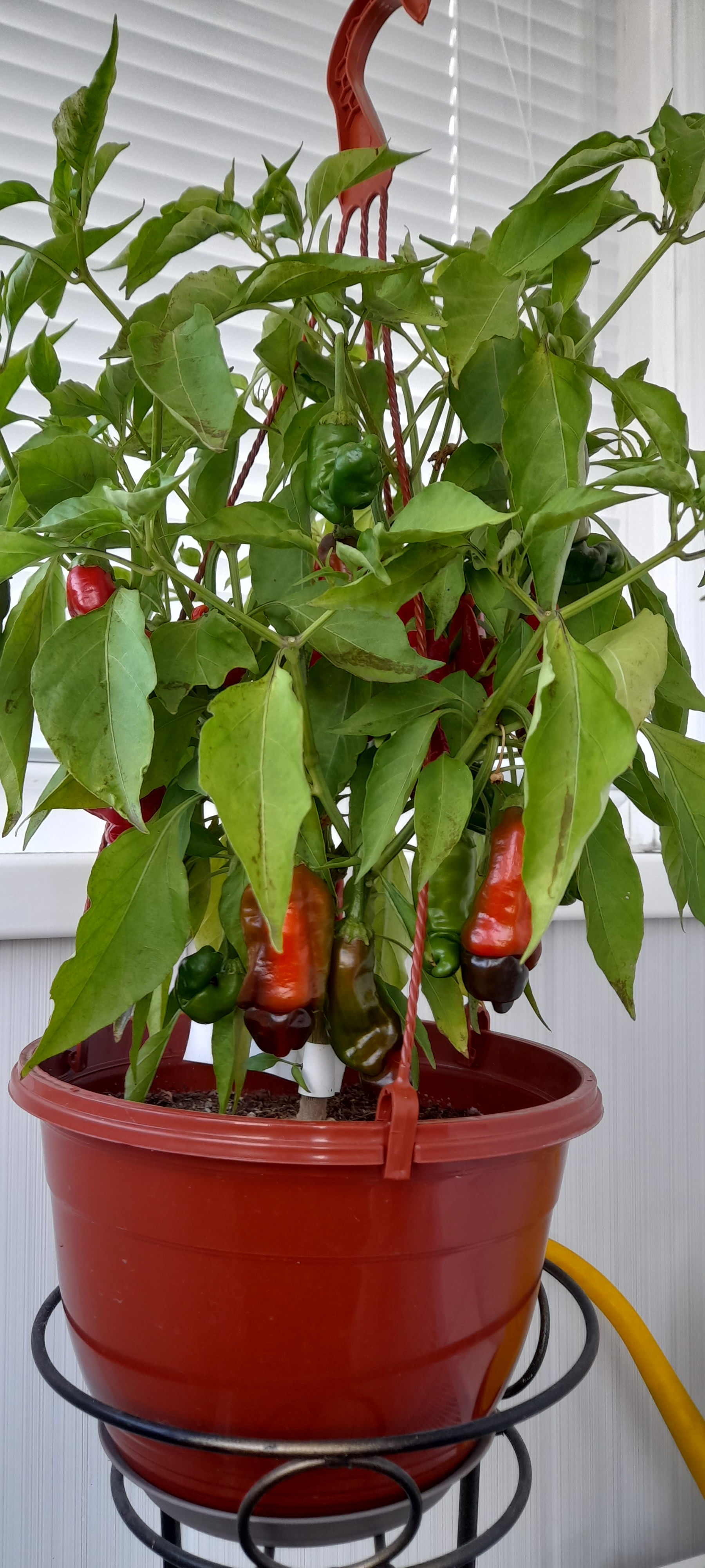 Naughty peppers - My, Hot peppers, Capsicum, Chilli, Longpost