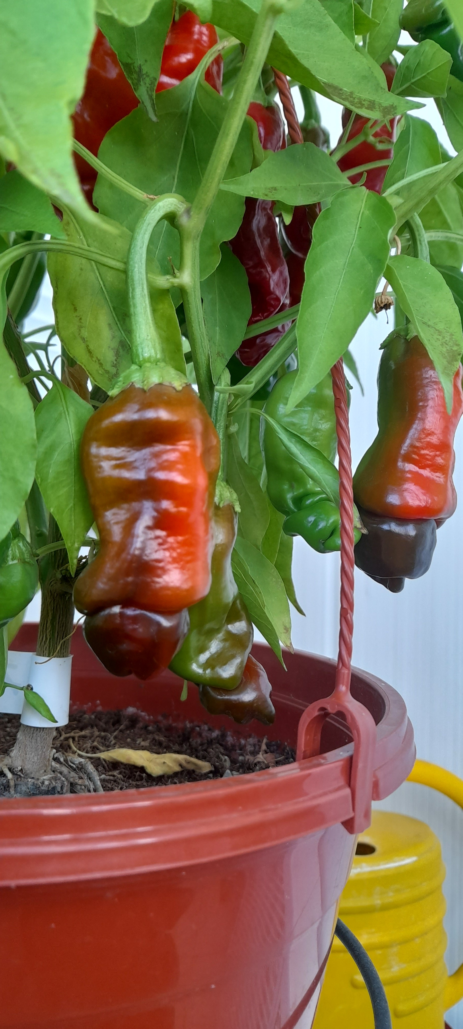 Naughty peppers - My, Hot peppers, Capsicum, Chilli, Longpost