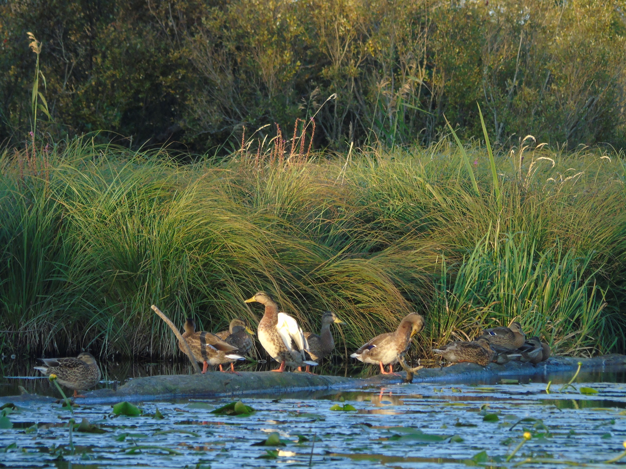 Geese-swans, and a few ducks - My, Photo hunting, Swans, Гусь, Duck, Longpost