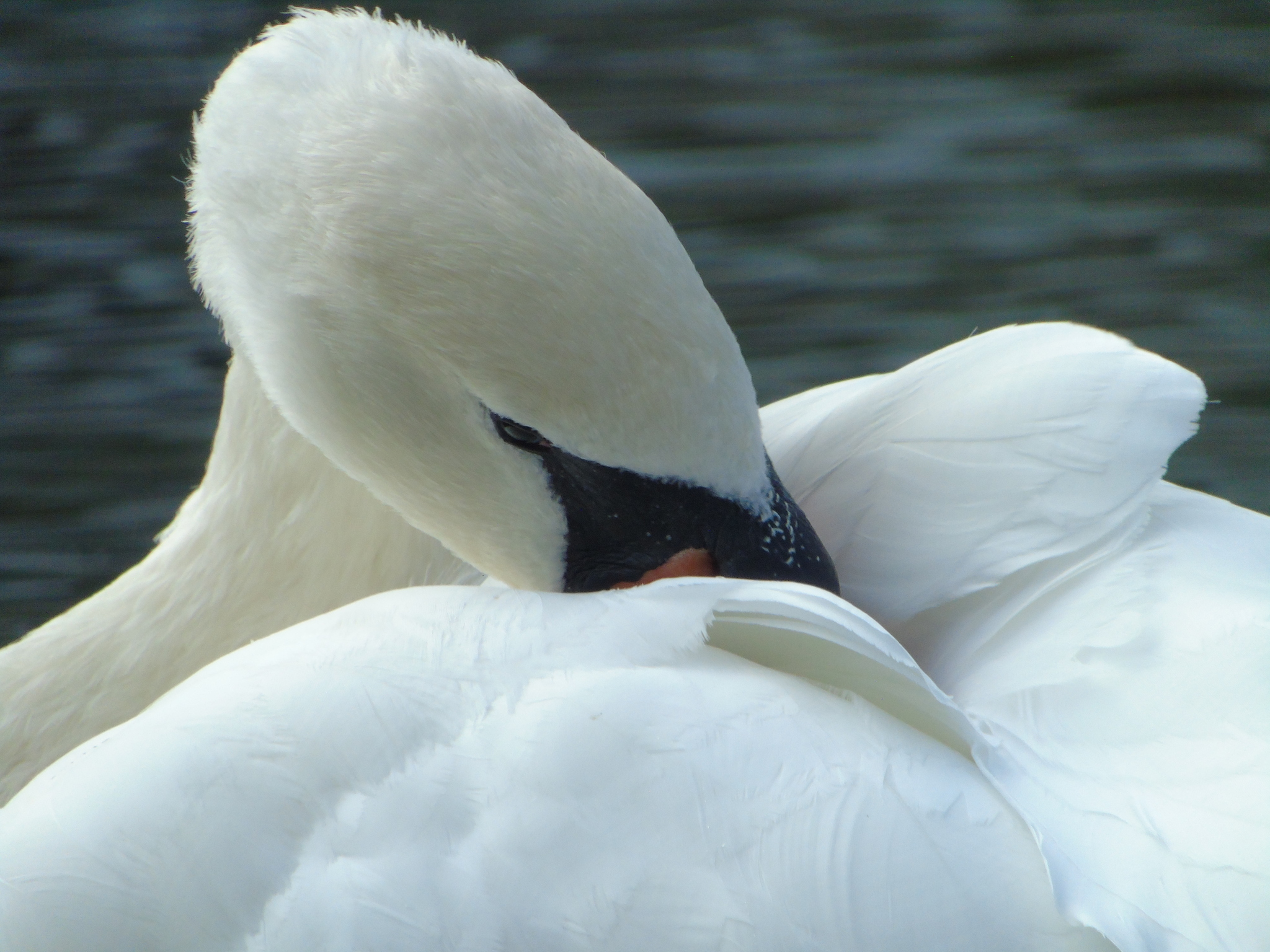 Geese-swans, and a few ducks - My, Photo hunting, Swans, Гусь, Duck, Longpost