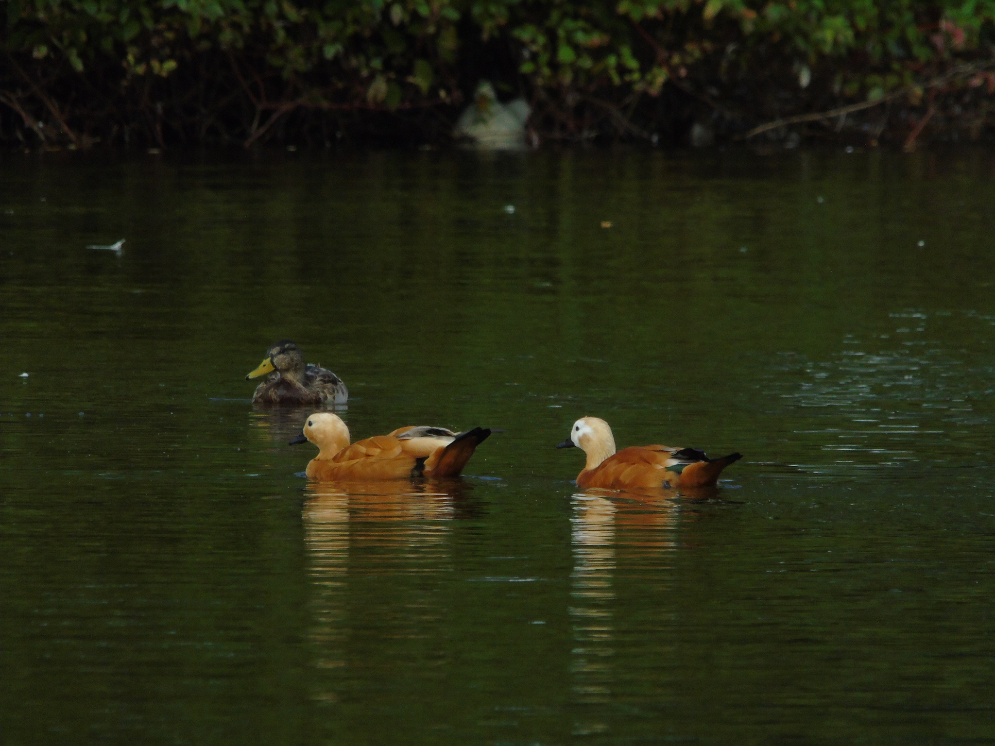 Geese-swans, and a few ducks - My, Photo hunting, Swans, Гусь, Duck, Longpost