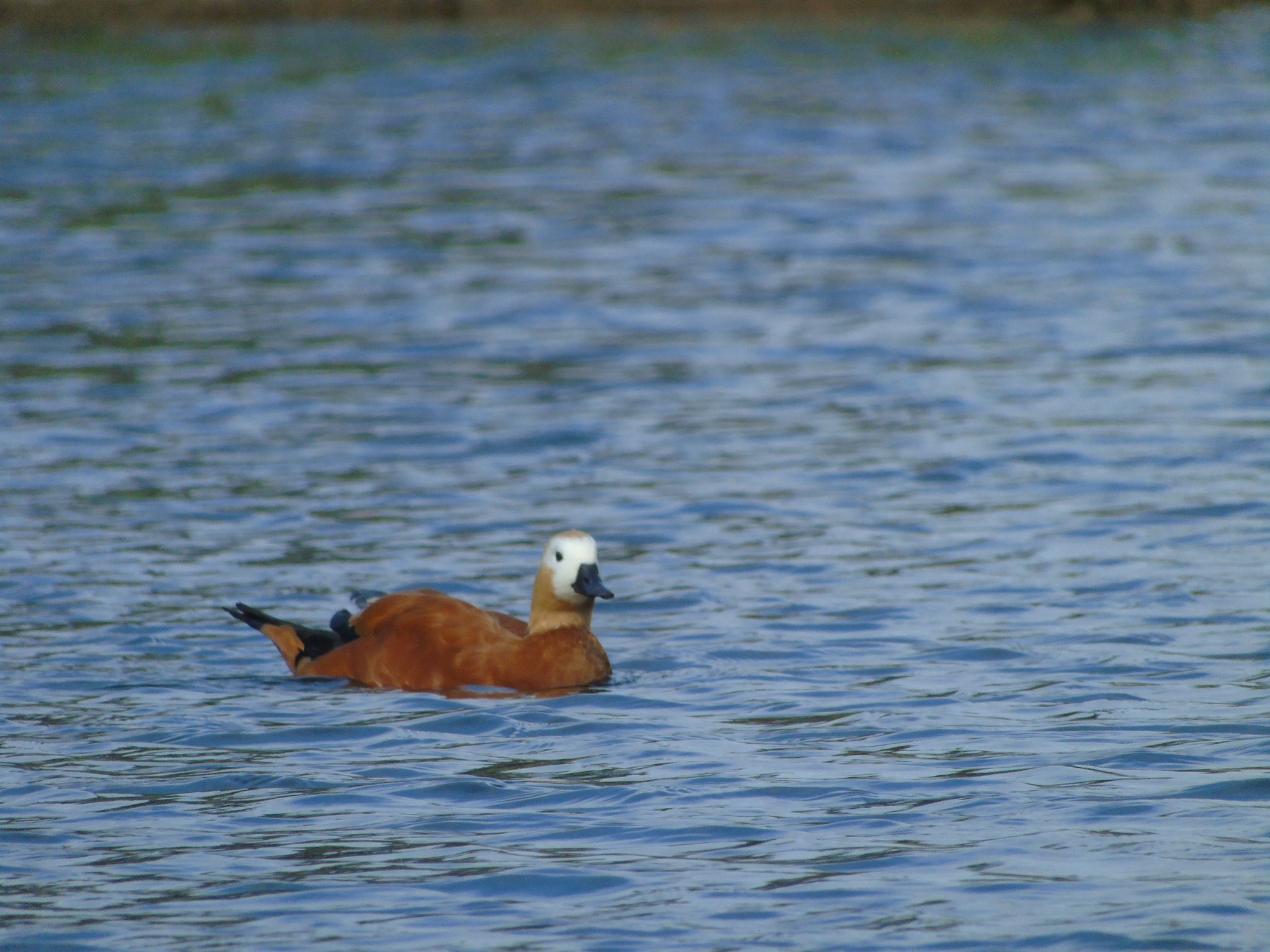 Geese-swans, and a few ducks - My, Photo hunting, Swans, Гусь, Duck, Longpost