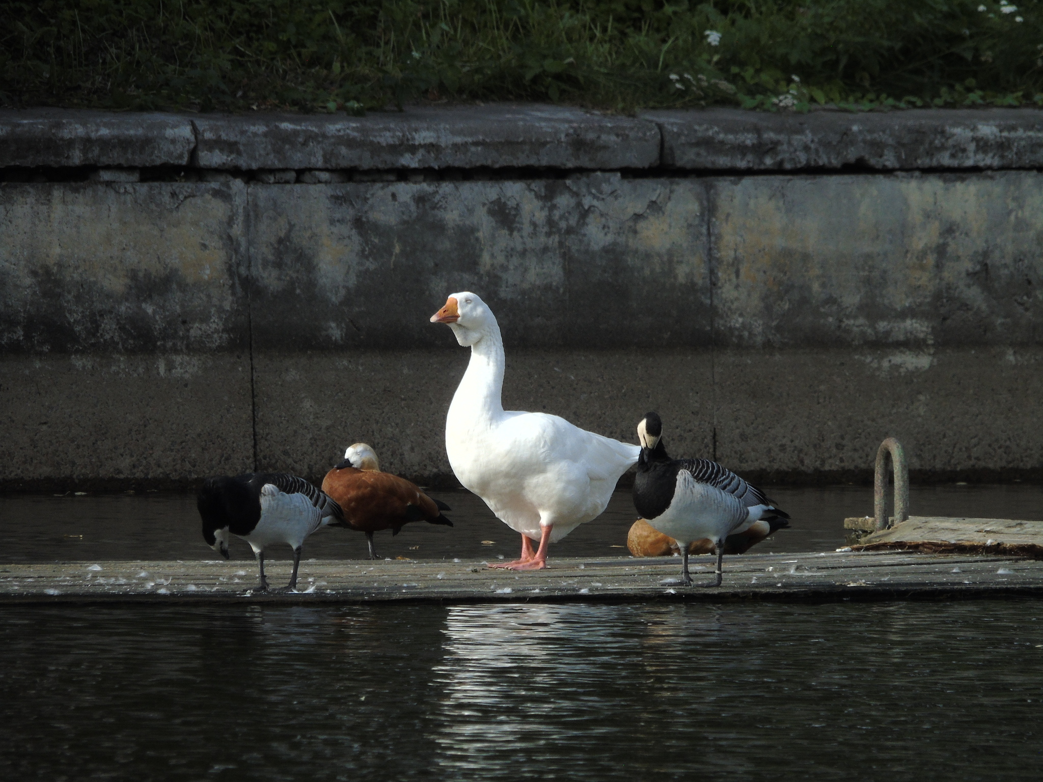 Geese-swans, and a few ducks - My, Photo hunting, Swans, Гусь, Duck, Longpost