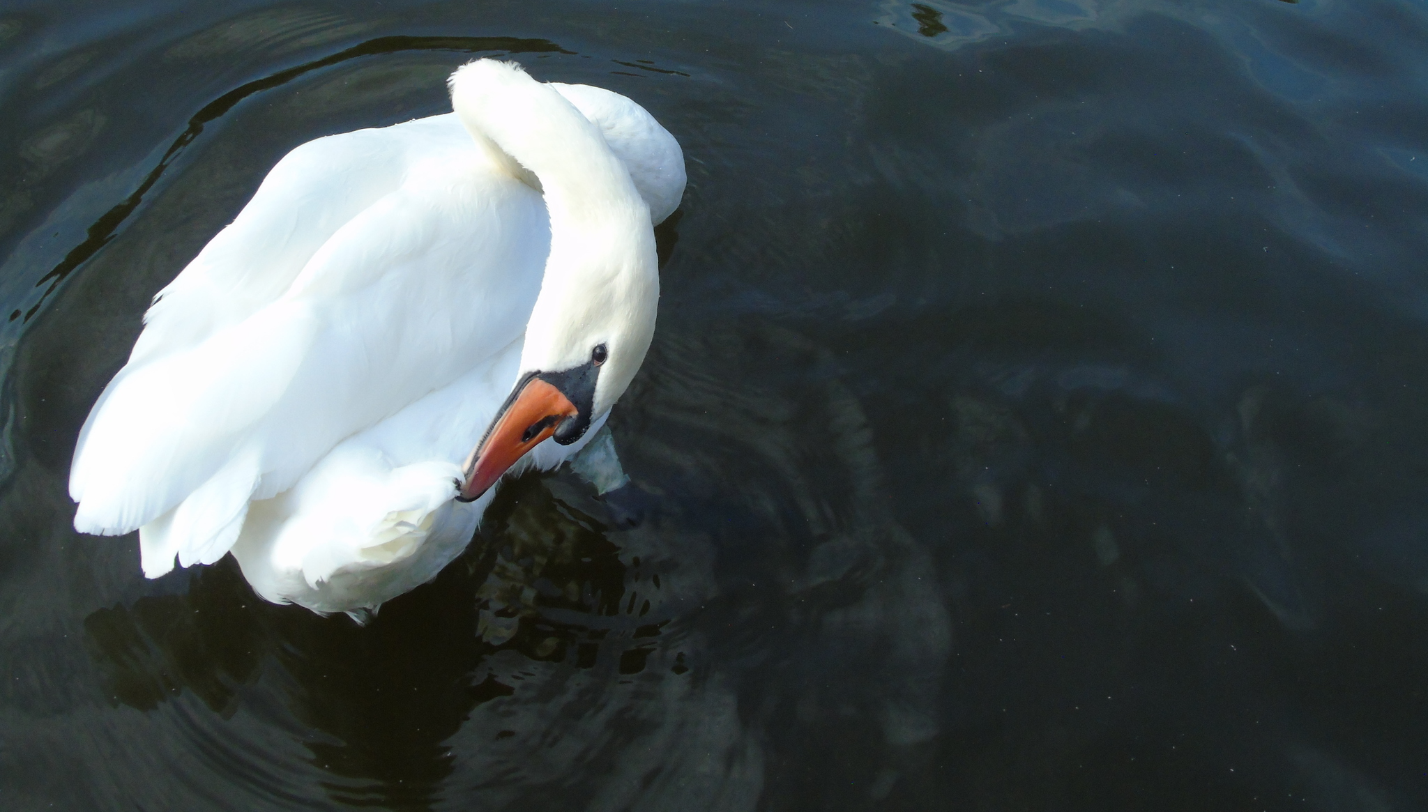 Geese-swans, and a few ducks - My, Photo hunting, Swans, Гусь, Duck, Longpost