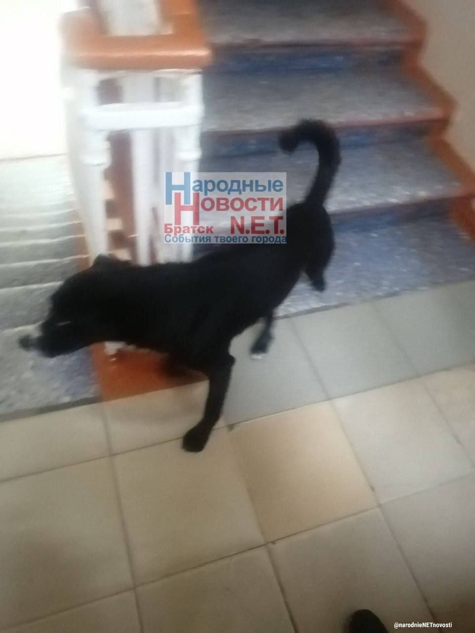 Stray dogs run around school in Bratsk - Stray dogs, Children's Ombudsman, Ministry of Education and Science of the Russian Federation, Sanitary and Epidemiological Station, Rospotrebnadzor, Osvv, Burmatov, Veterinary, Radical animal protection, Rights of the child, Dog attack, Bratsk, Longpost, Dog