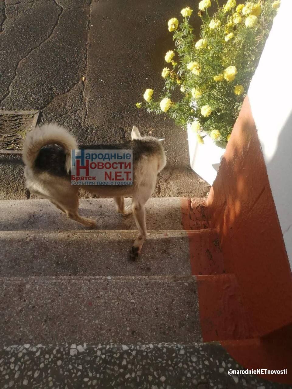 Stray dogs run around school in Bratsk - Stray dogs, Children's Ombudsman, Ministry of Education and Science of the Russian Federation, Sanitary and Epidemiological Station, Rospotrebnadzor, Osvv, Burmatov, Veterinary, Radical animal protection, Rights of the child, Dog attack, Bratsk, Longpost, Dog