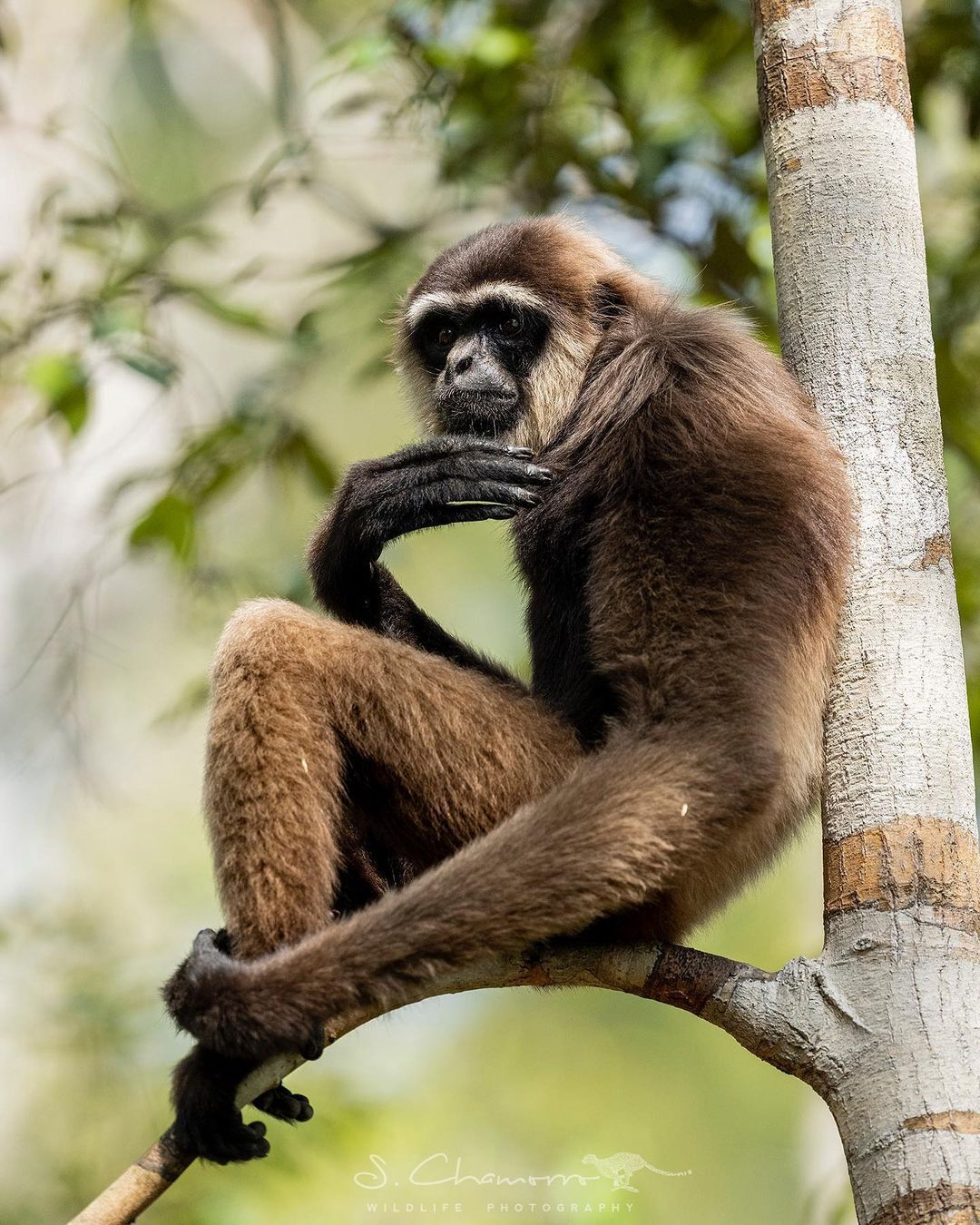 Muller's Gibbon - Endangered species, Gibbon, Primates, Wild animals, Endemic, wildlife, Kalimantan, The photo