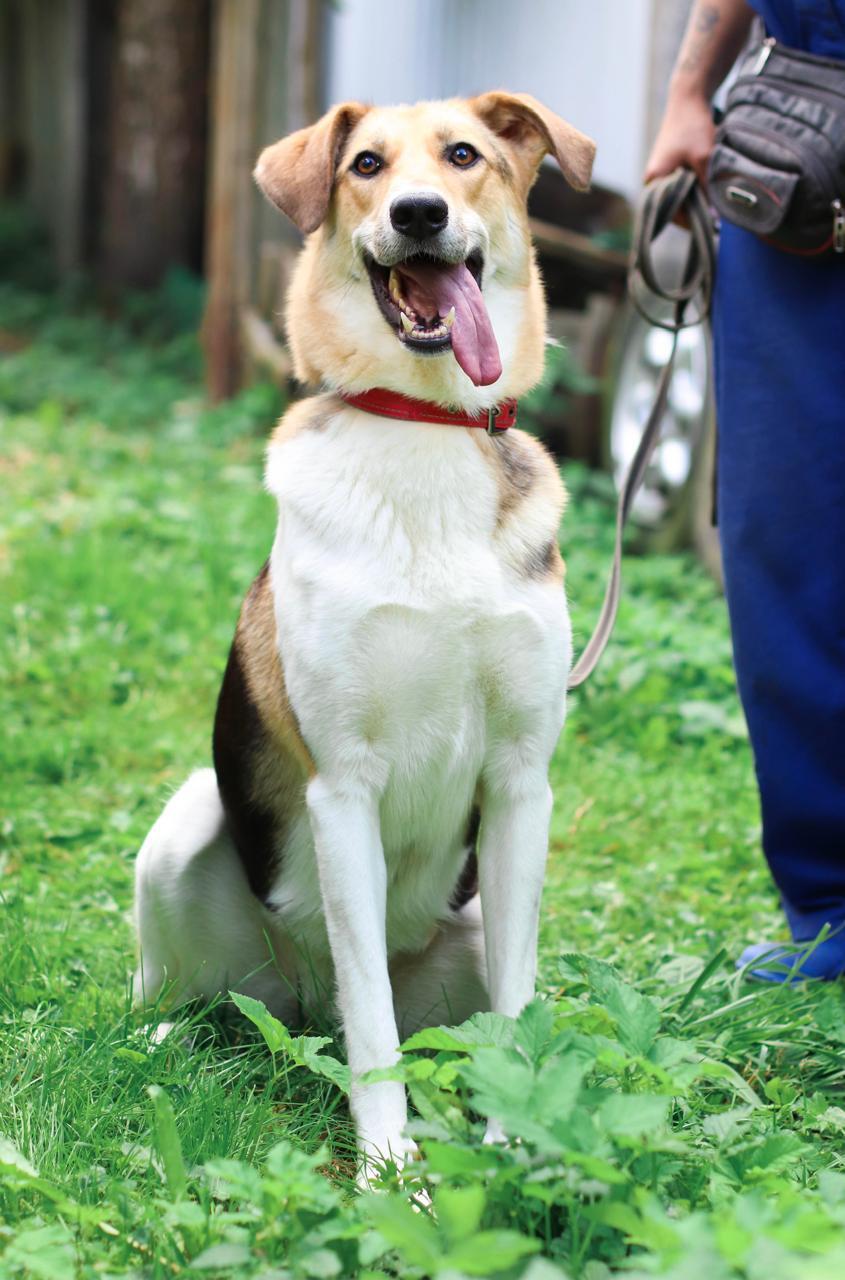 The family broke up, the dog was no longer needed. Ladushka was returned after a year of living with the family... - My, Moscow, Moscow region, Overexposure, House, In good hands, Dog, Help, Helping animals, No rating, Animal shelter, Shelter, Pets, Homeless animals, Fluffy, Longpost, Milota