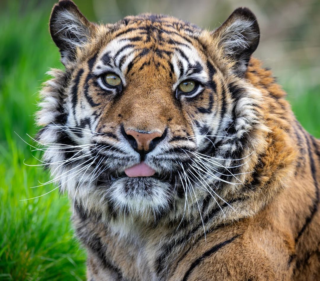 Sumatran tigress Puna - Sumatran tiger, Tiger, Big cats, Cat family, Predatory animals, Wild animals, Zoo, The photo