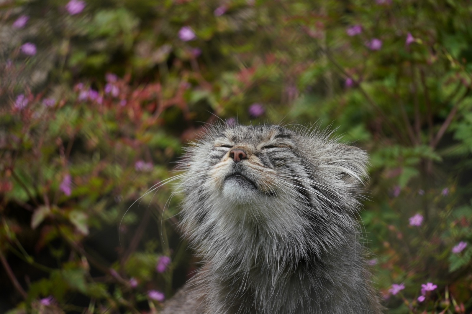 Remember the smell of summer - Wild animals, Predatory animals, Cat family, Pallas' cat, Small cats, The photo, Zoo