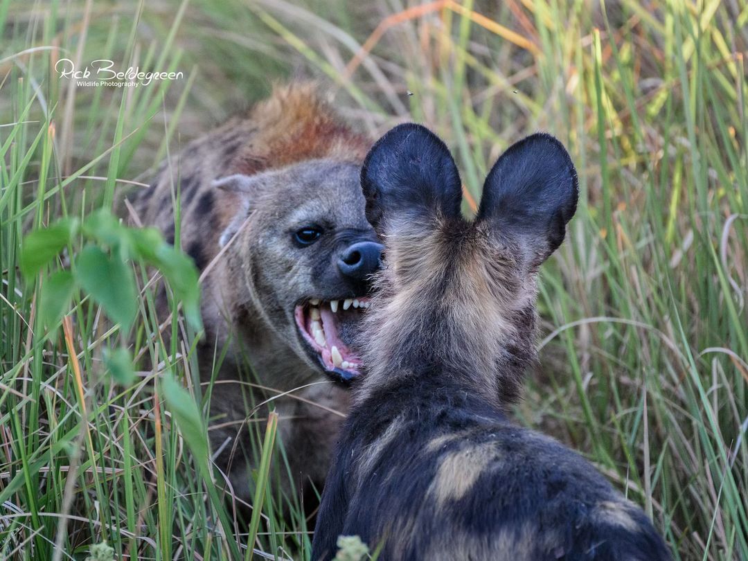 Nose to nose - Spotted Hyena, Hyena, Hyena dog, Canines, Predatory animals, Wild animals, wildlife, Reserves and sanctuaries, South Africa, The photo