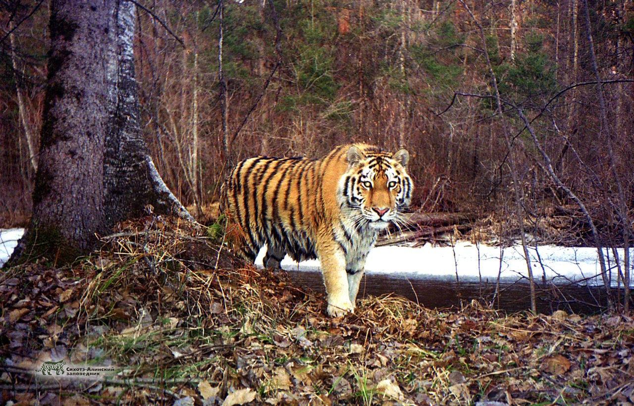 Today is Forest Workers Day! - Forest, Holidays, Protection of Nature, The photo, beauty, wildlife, Telegram (link), Longpost